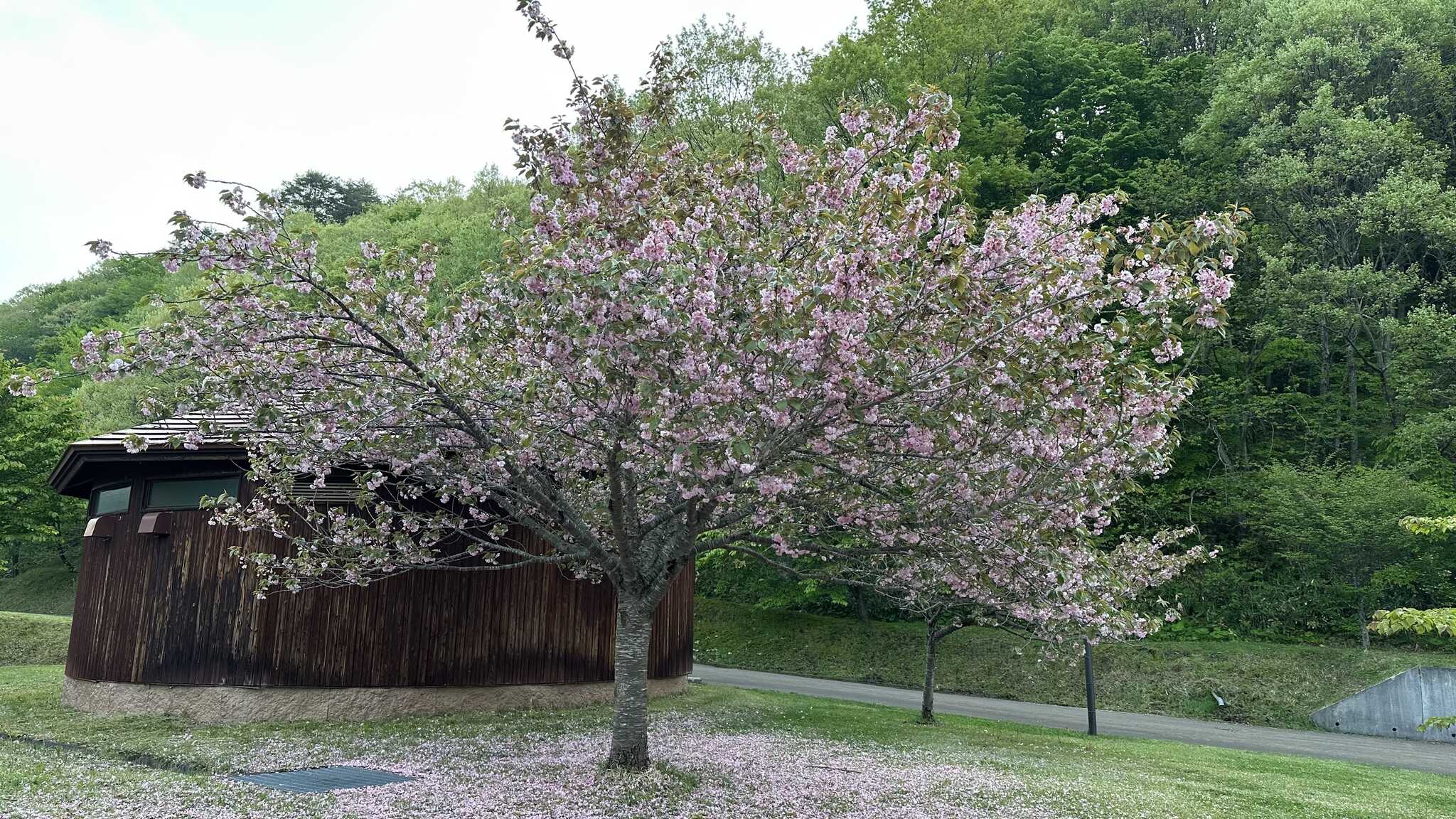 トイレ横の桜