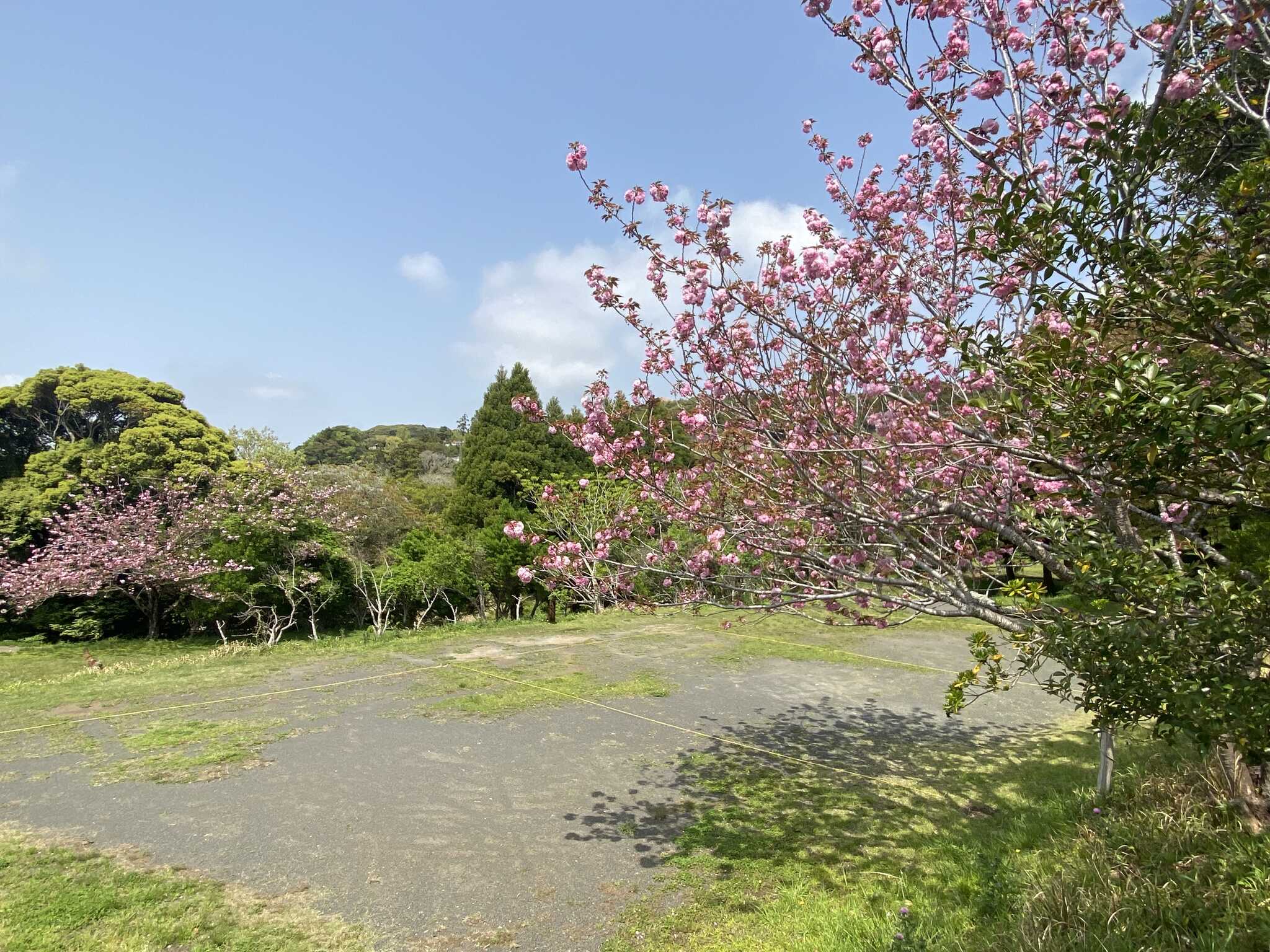 サイトに桜