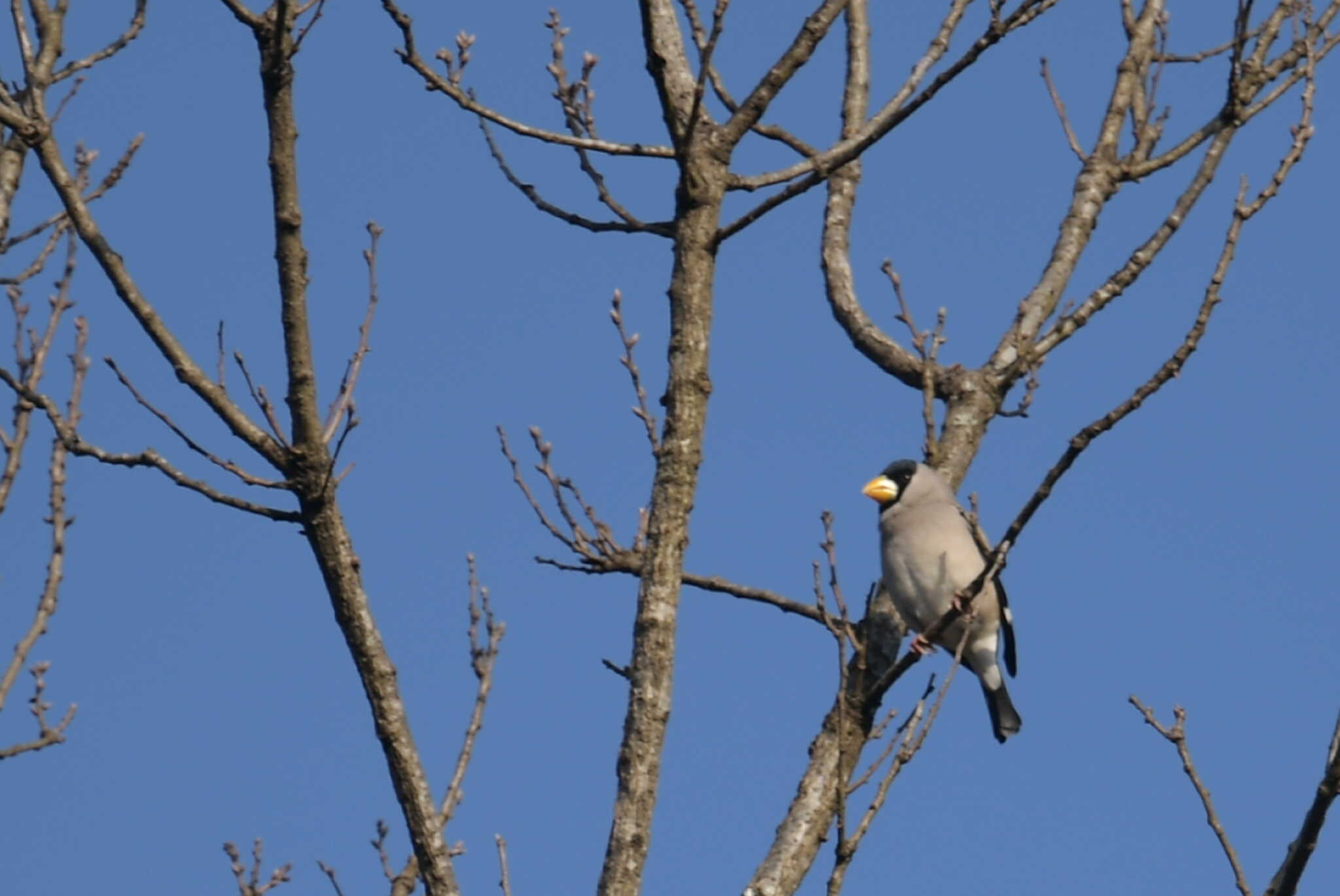 野鳥