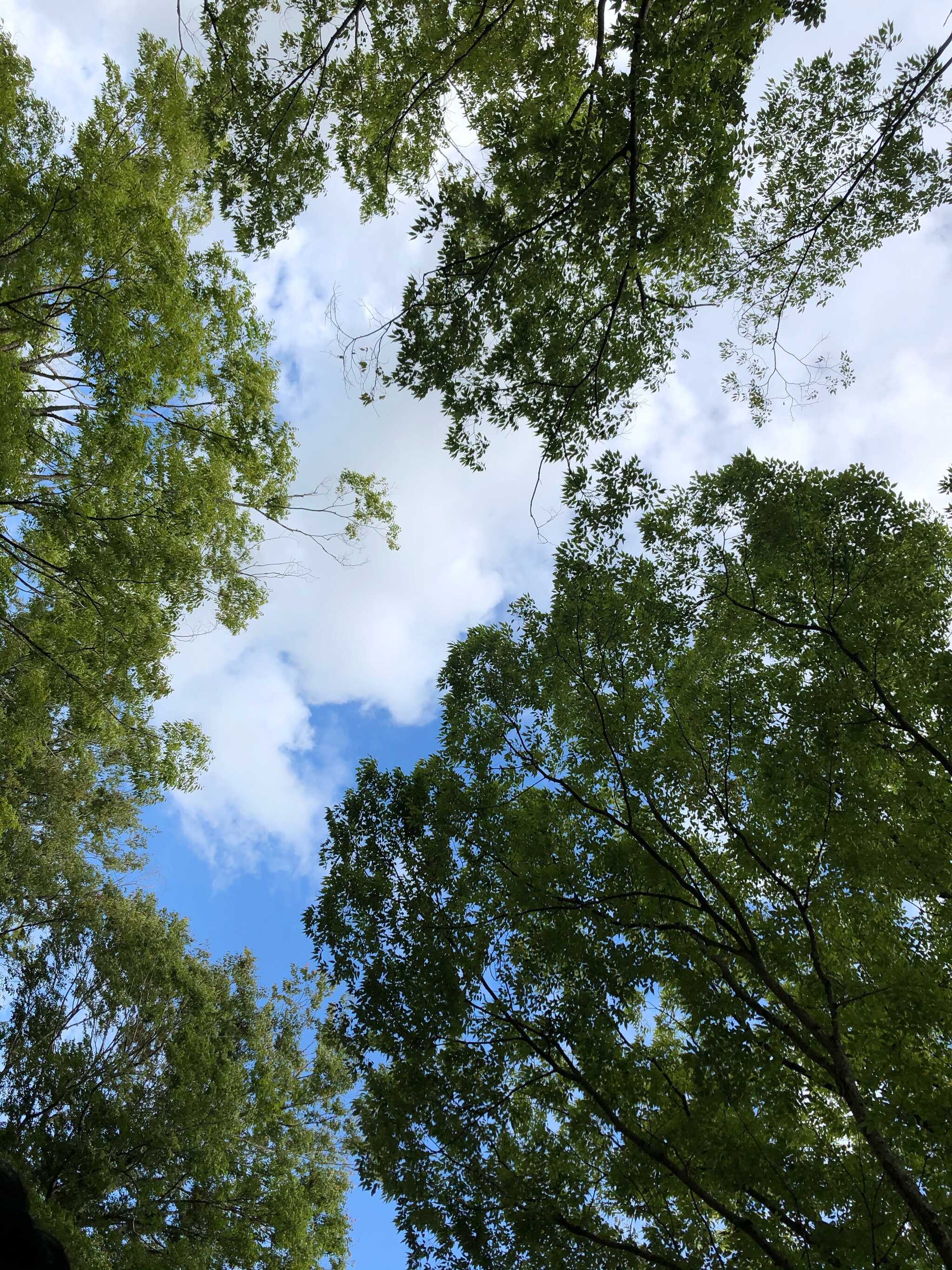 サイトから見上げた空