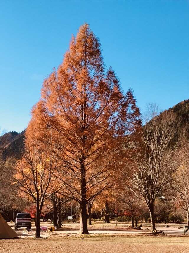 シンボルツリー!?