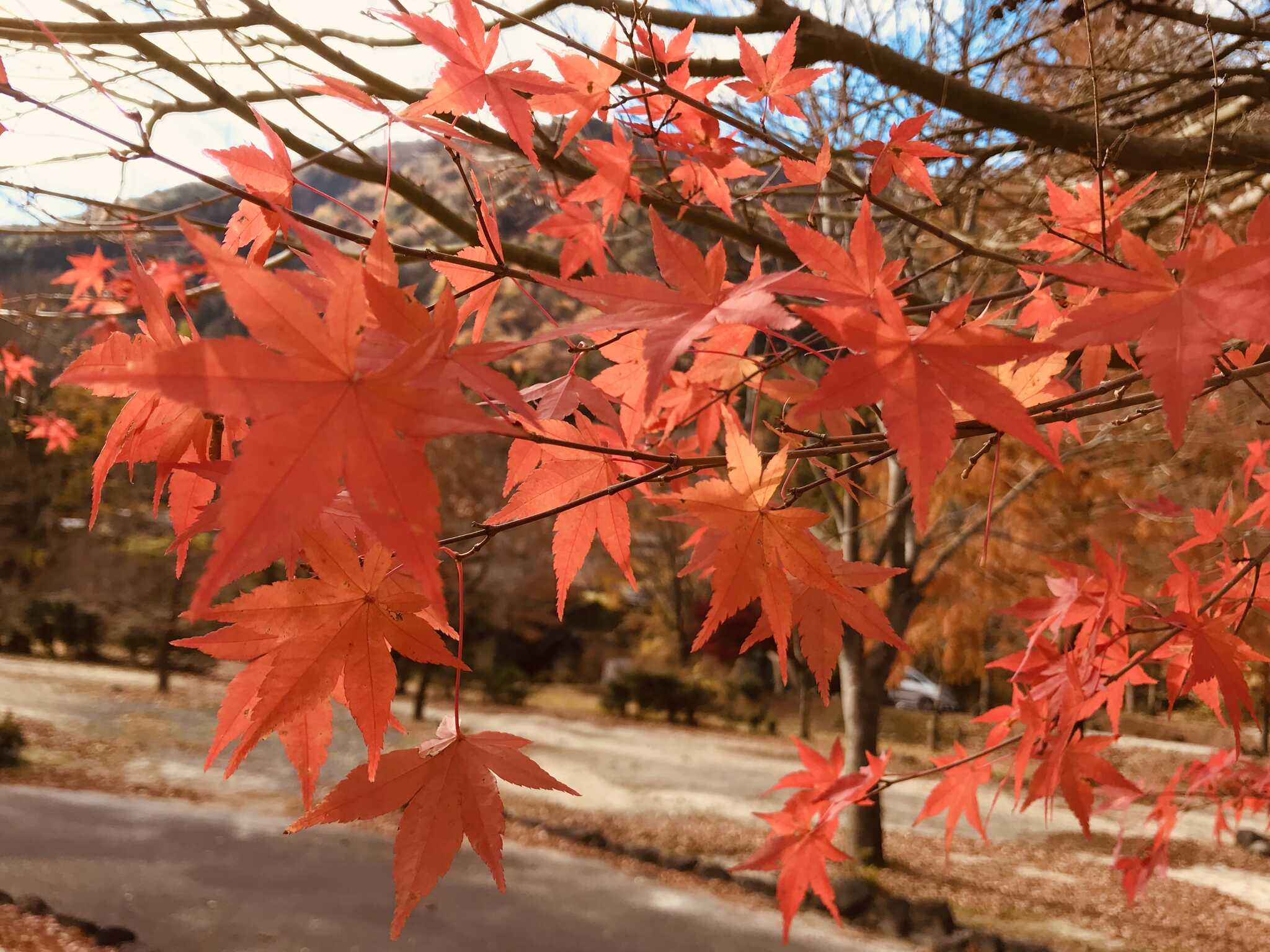 素敵な紅葉と広場