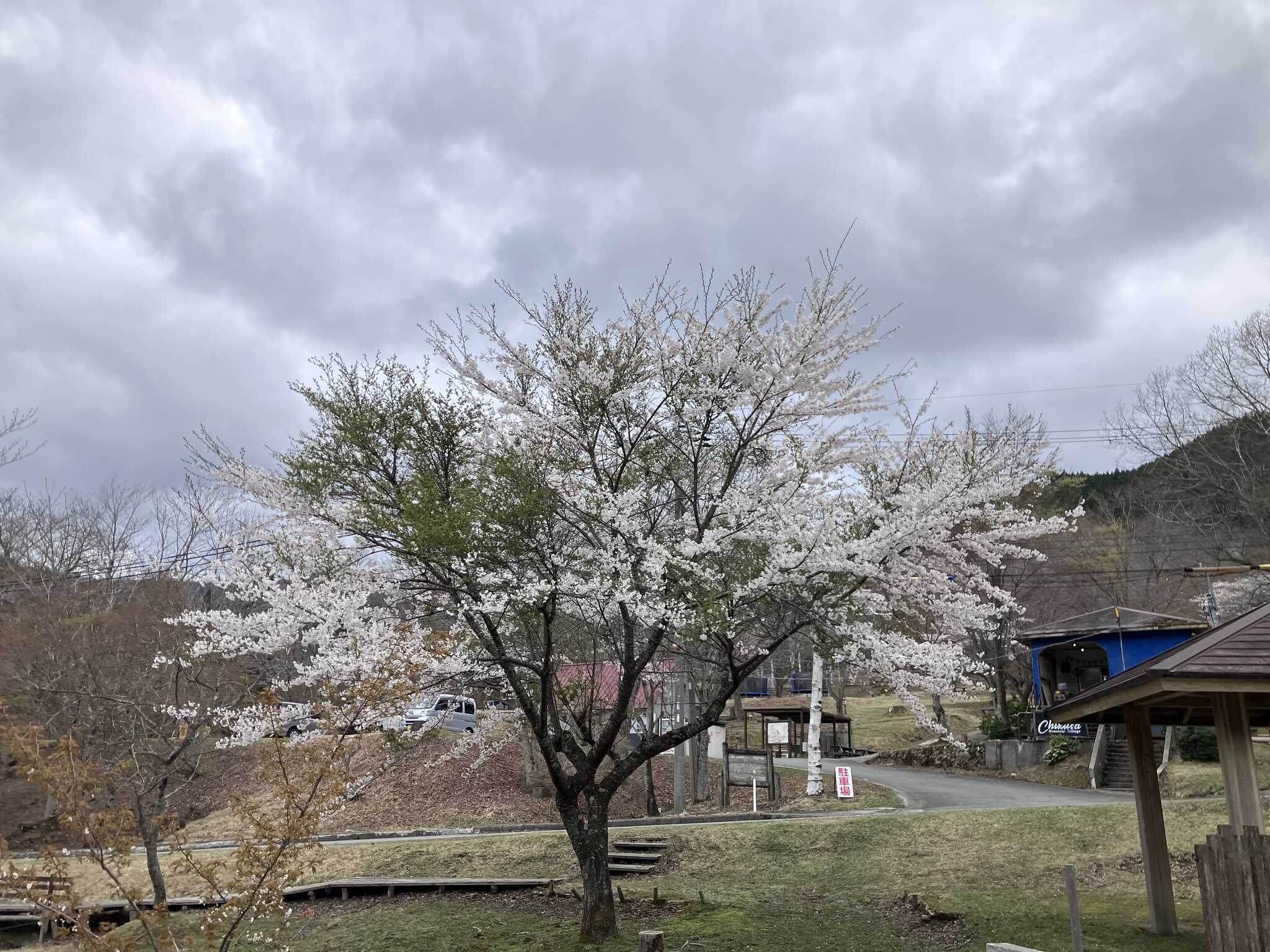 桜