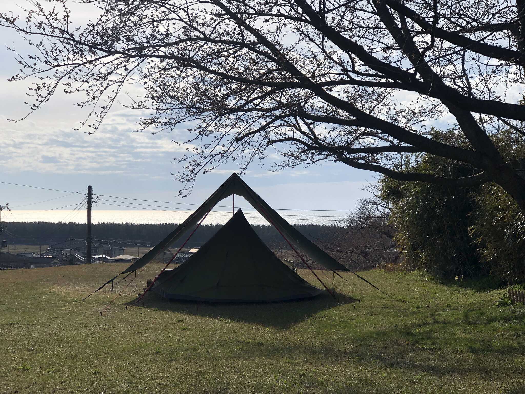 蕾桜と海とテント