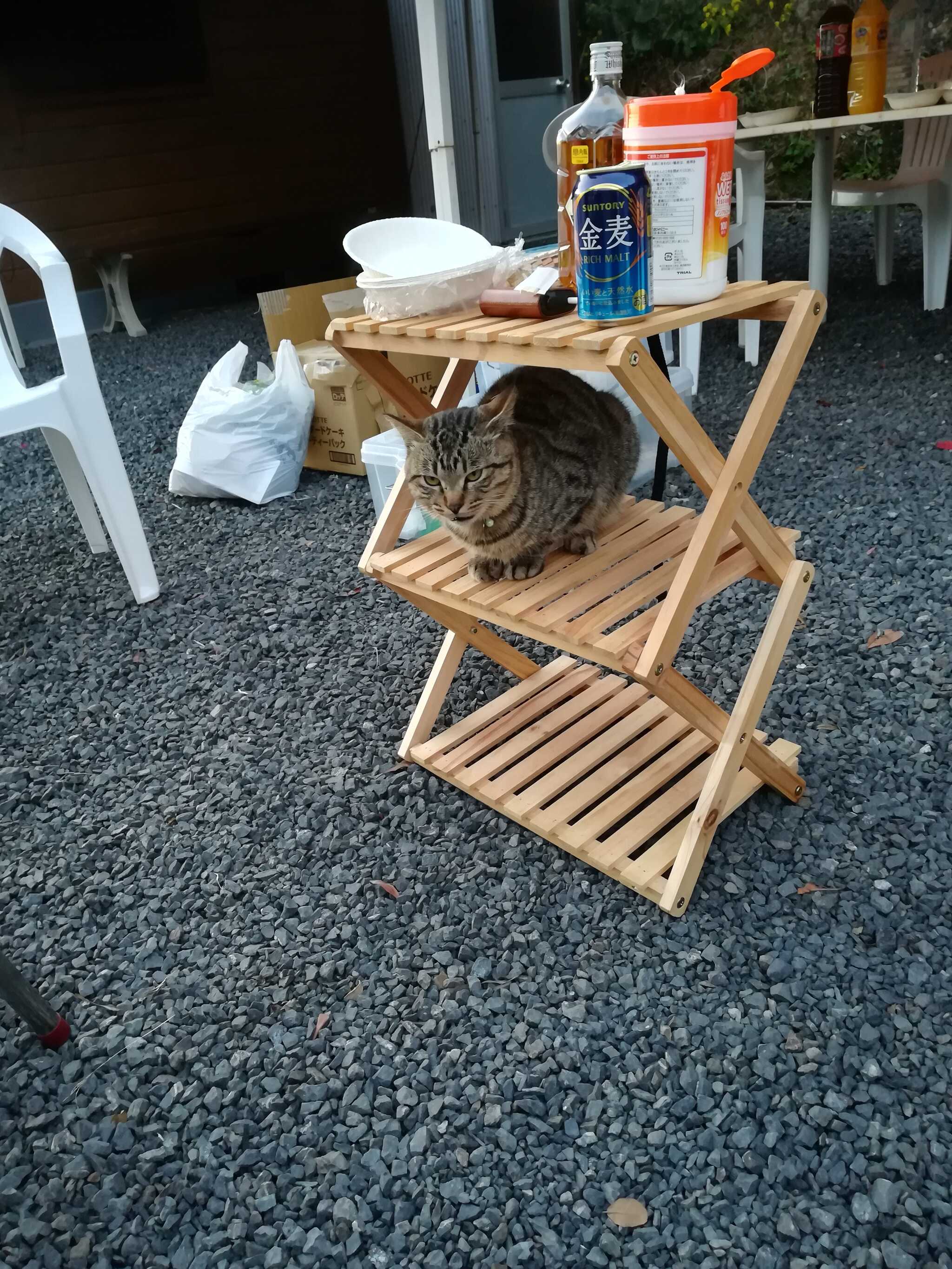 きらく荘の猫?人懐っこい