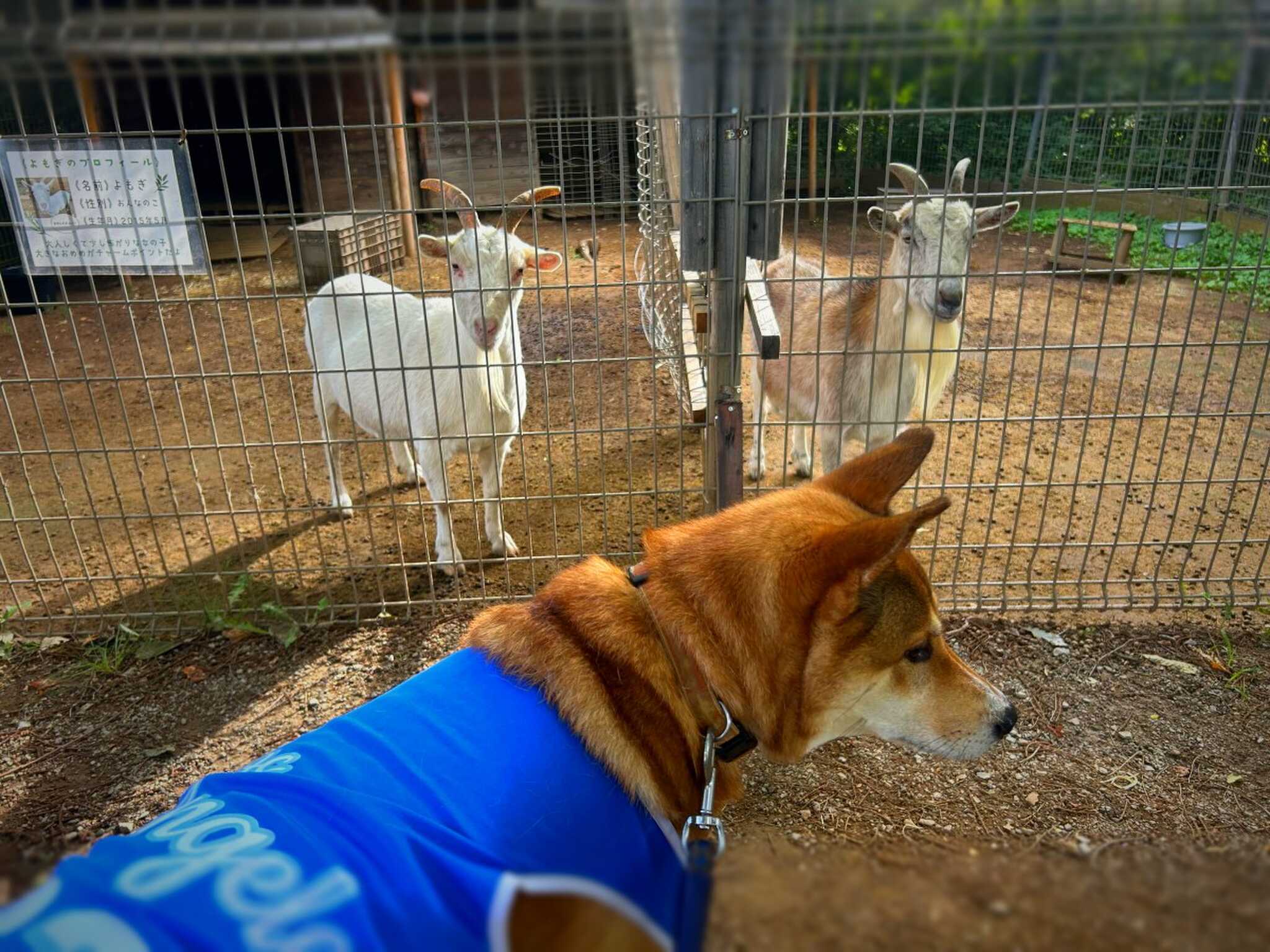 ヤギ、、、