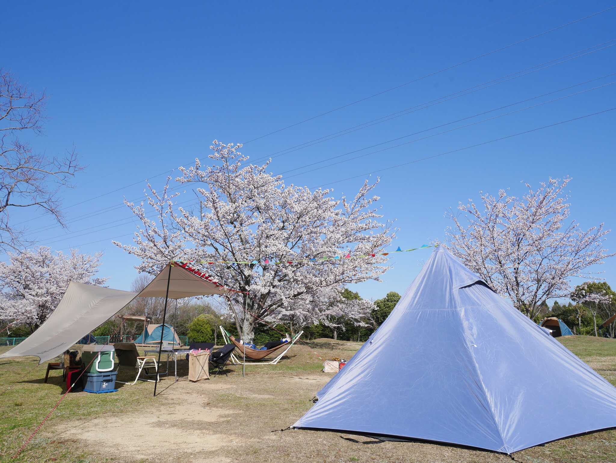 桜の下でキャンプもできます