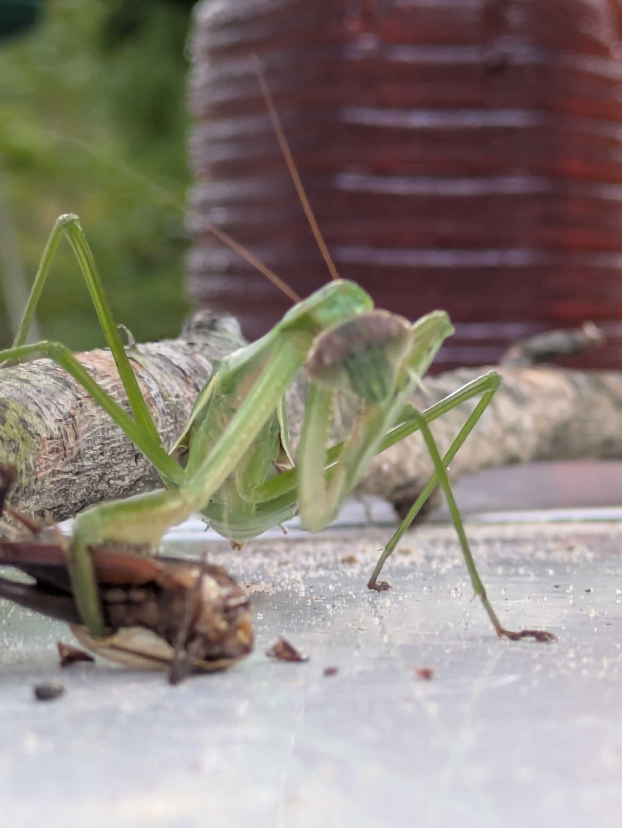 食事中に鎌を手入れするカマキリ