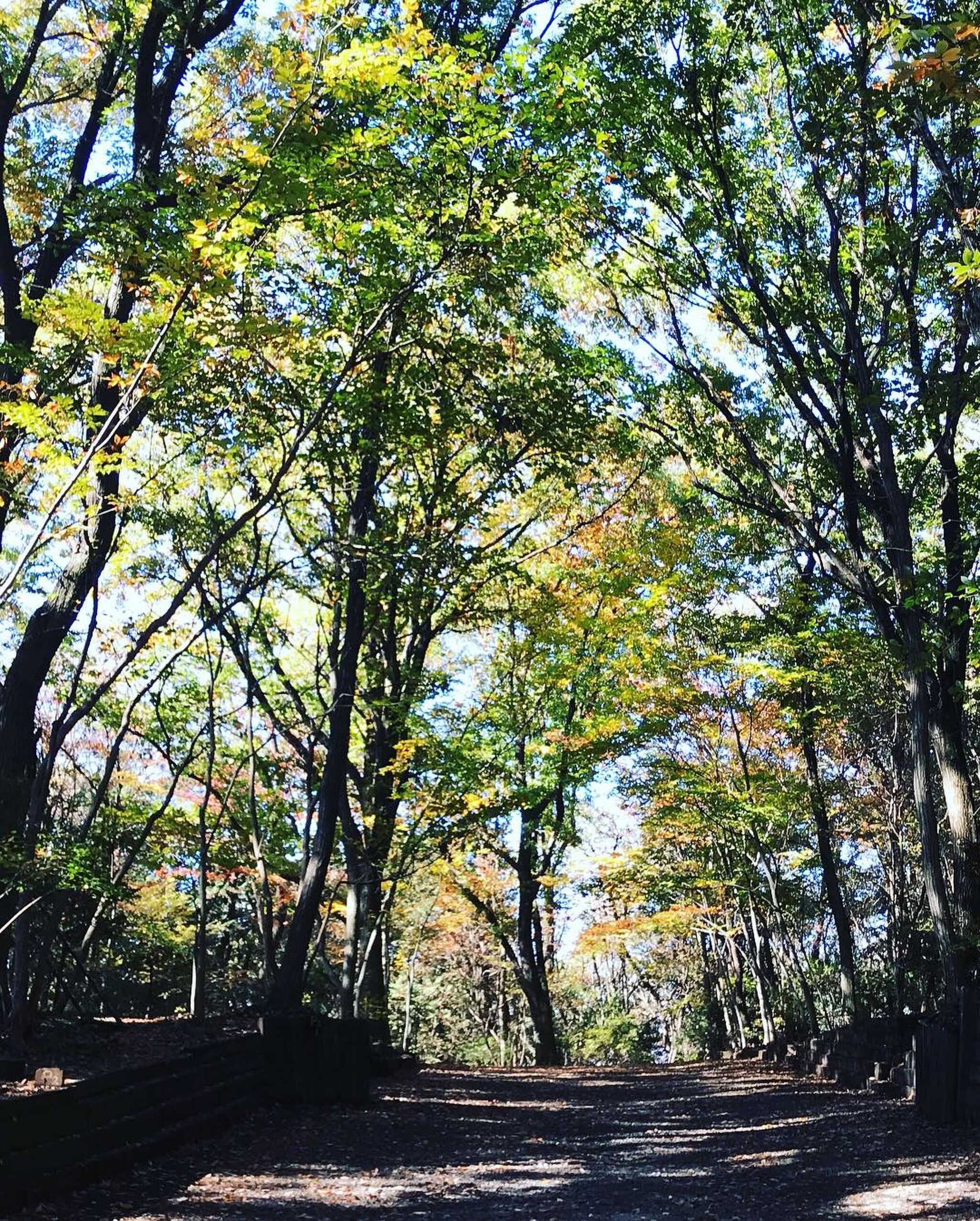 11月頭は、ほんのり紅葉