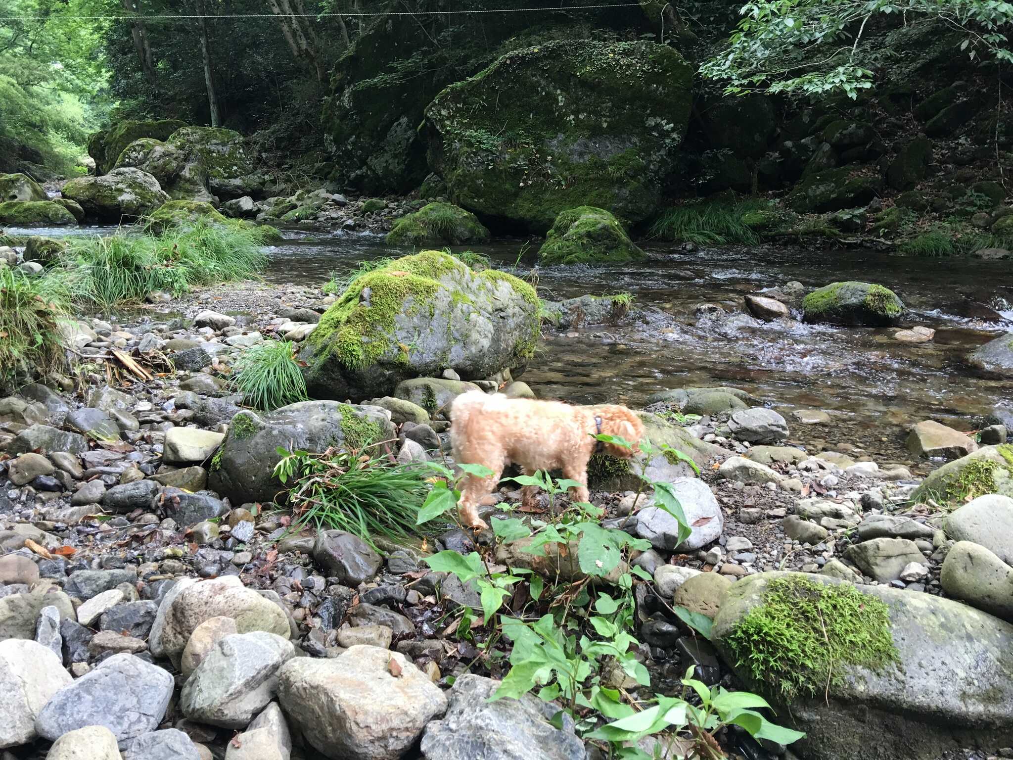 クラインガルテン野良坊
