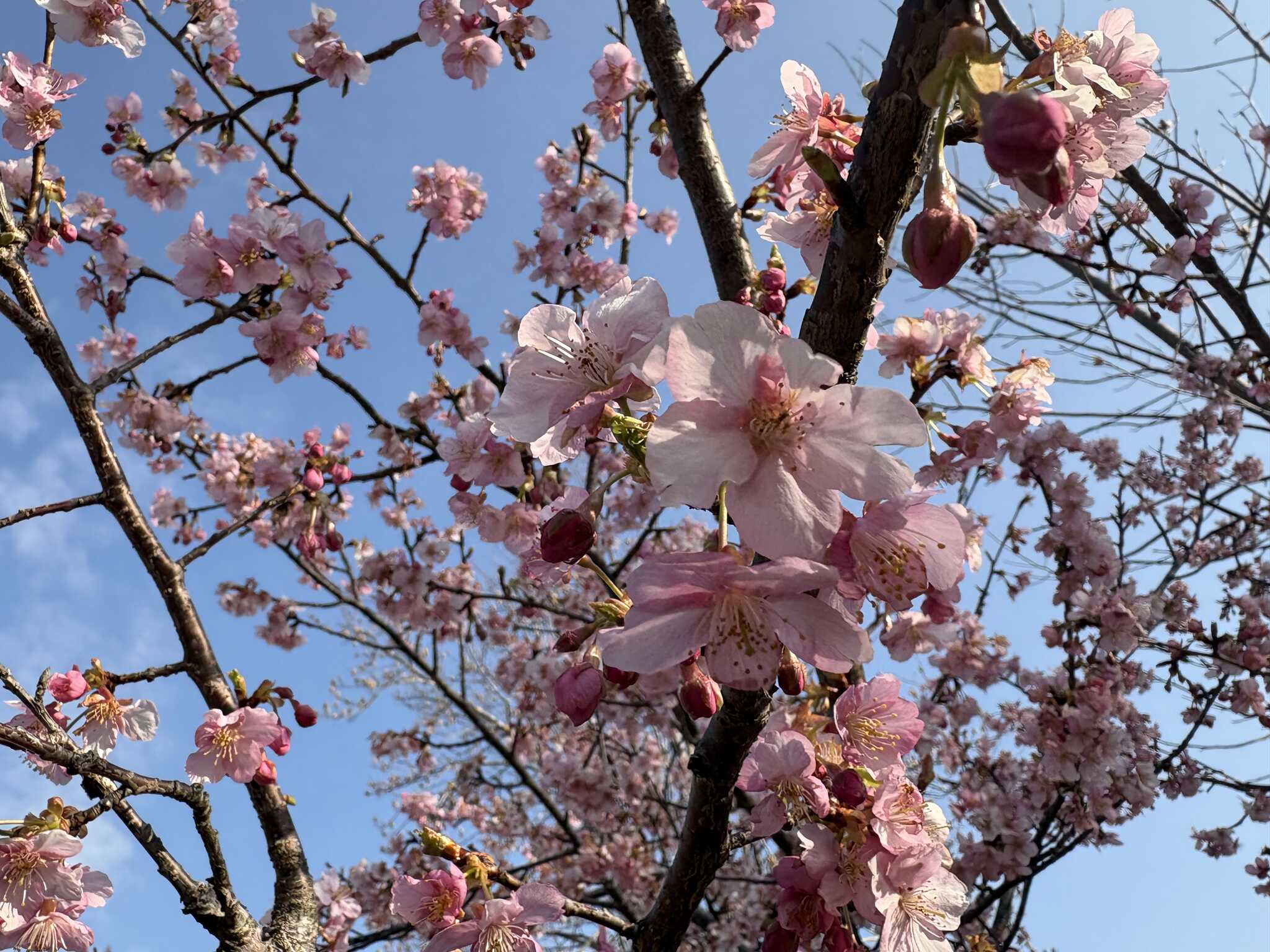 河津桜