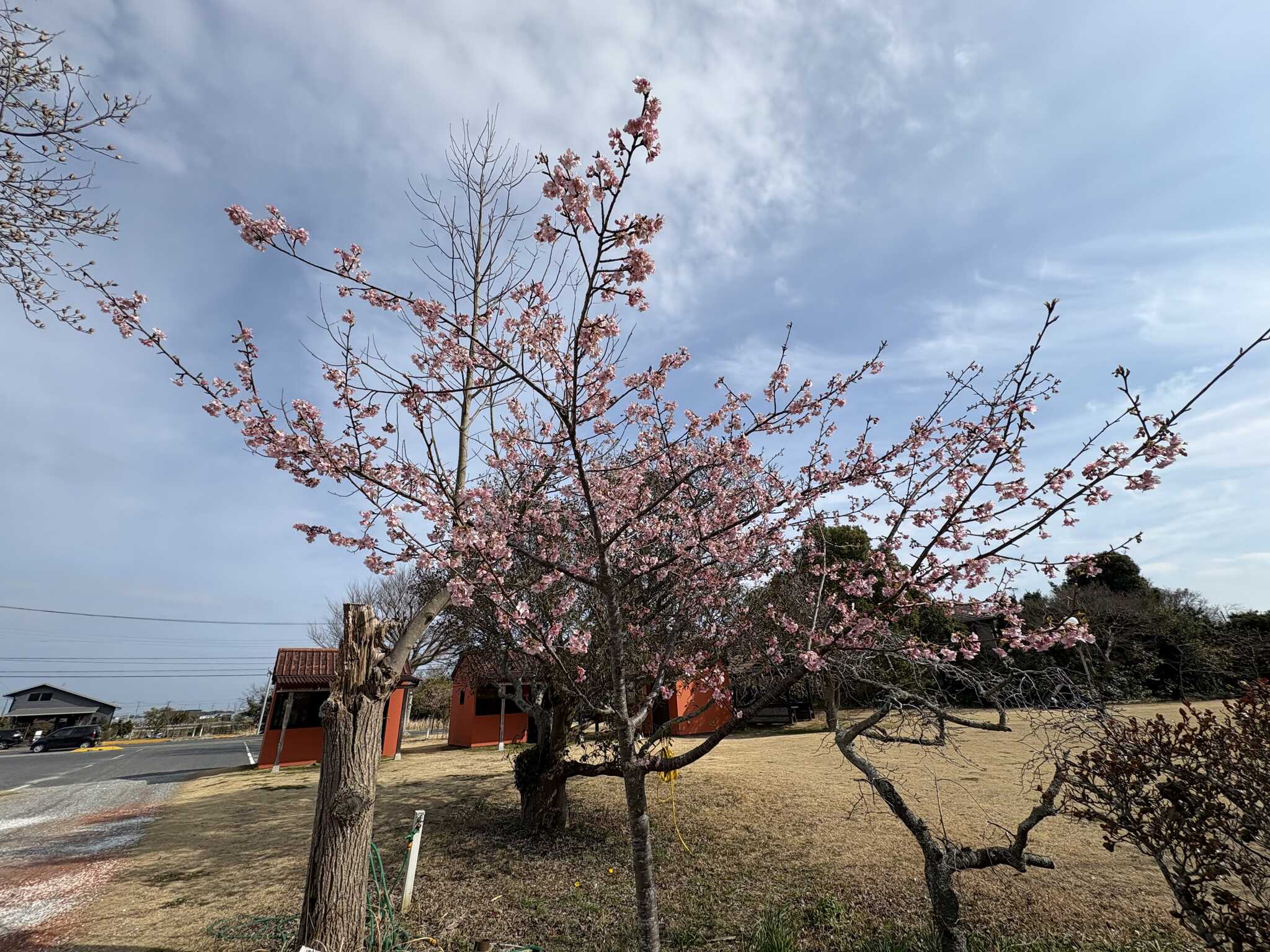 河津桜