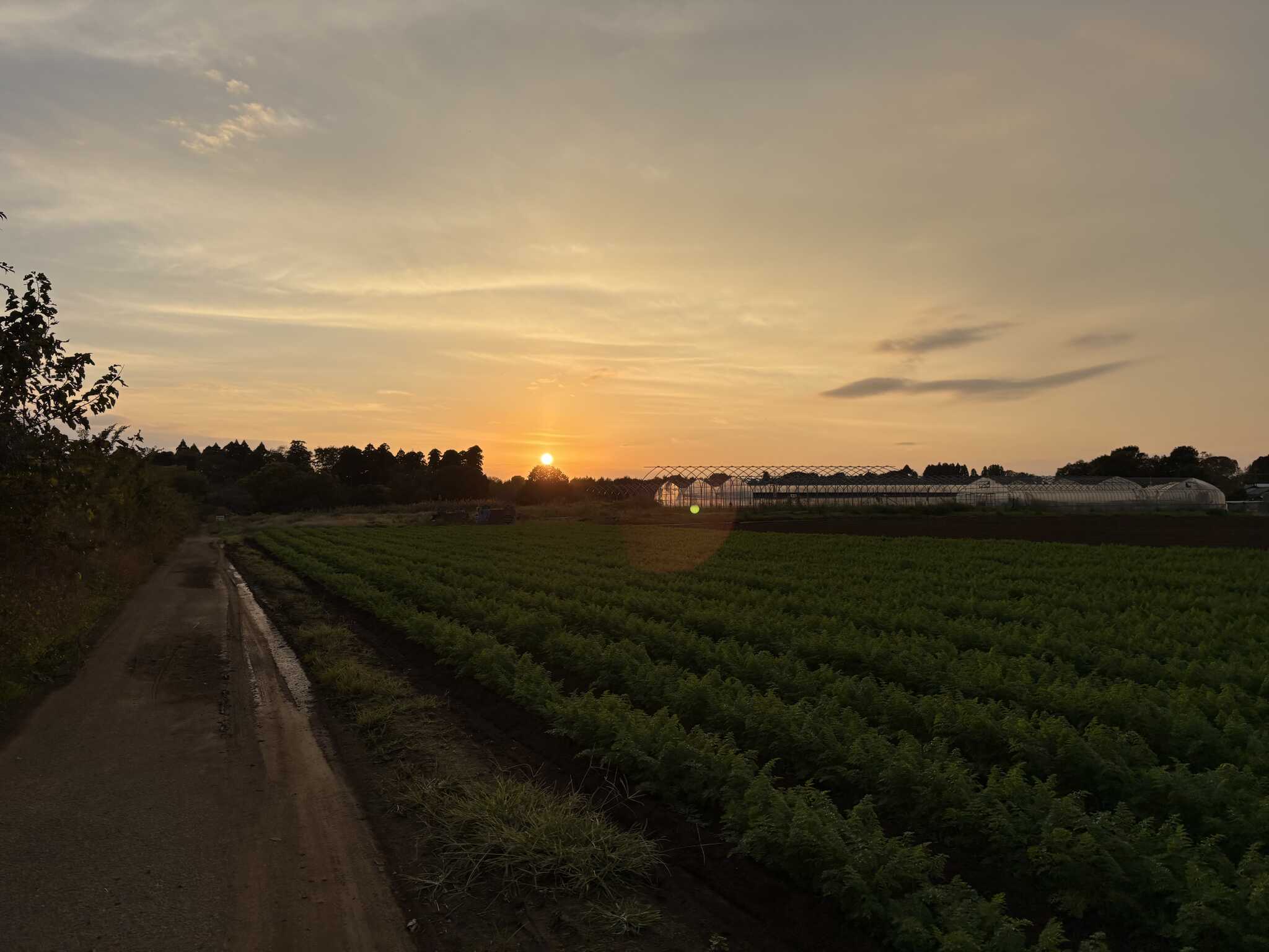 夕陽