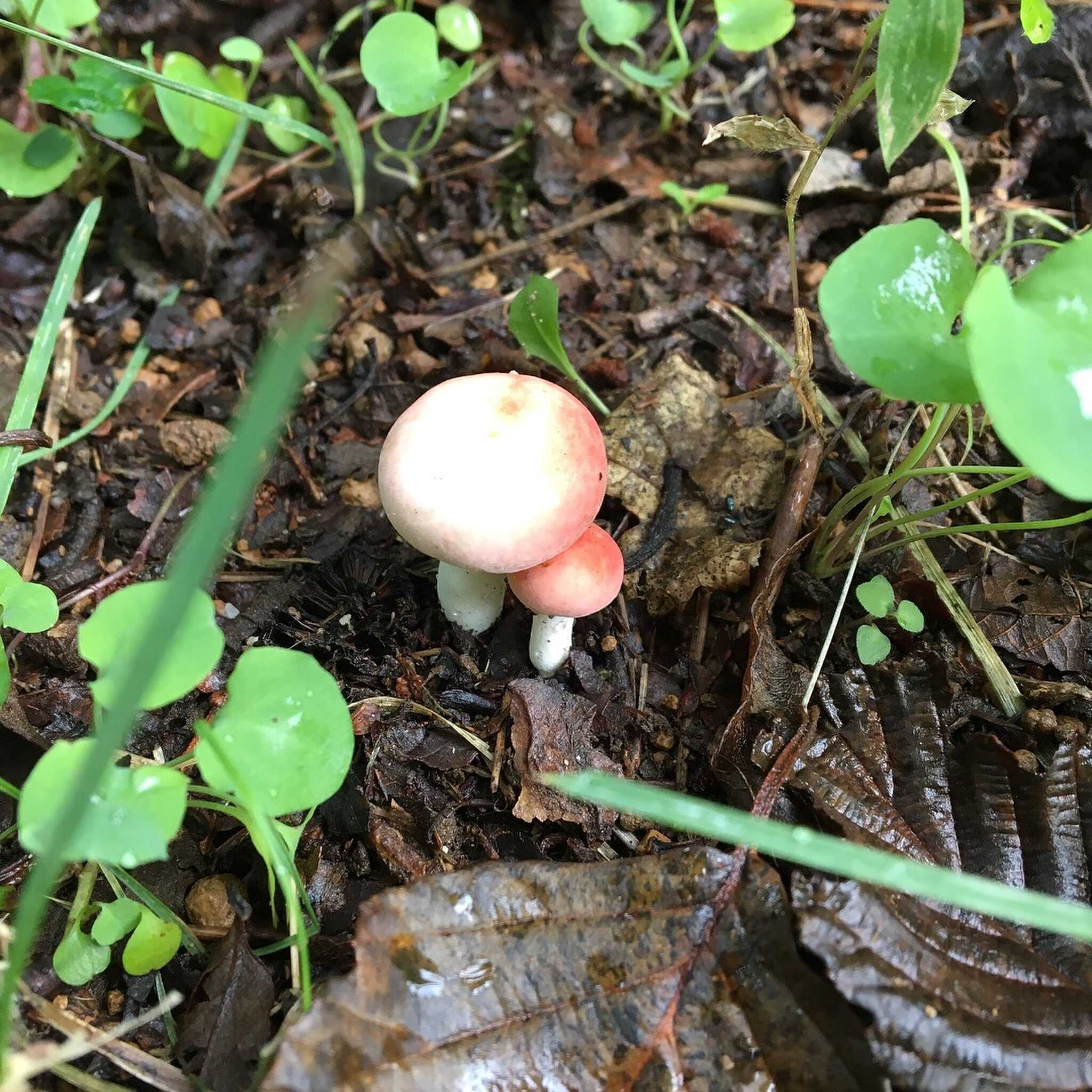 きのこ