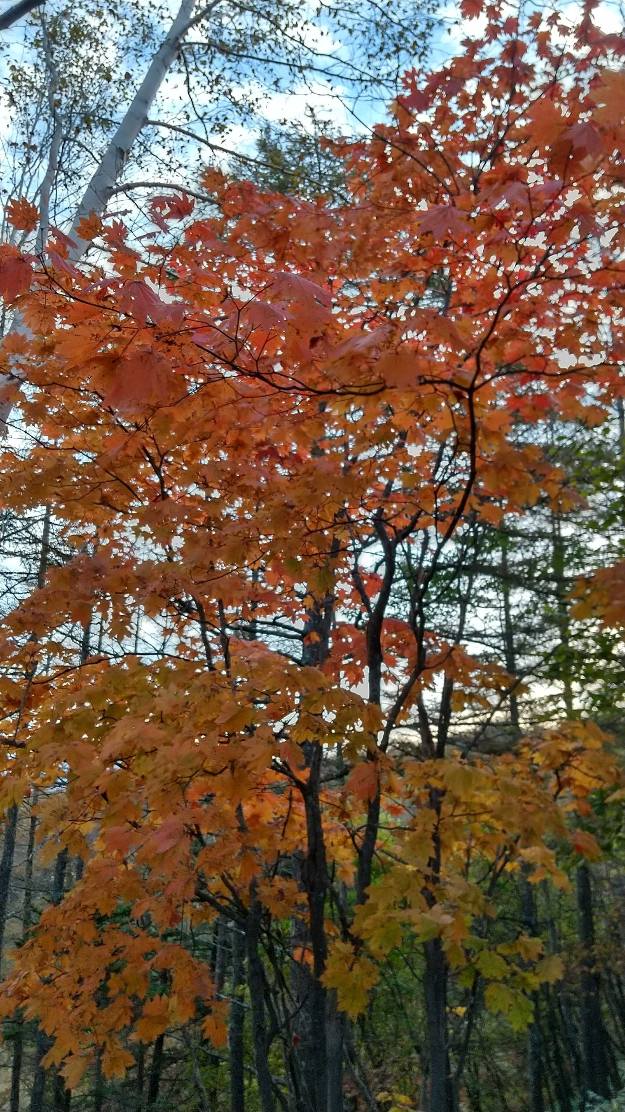 紅葉