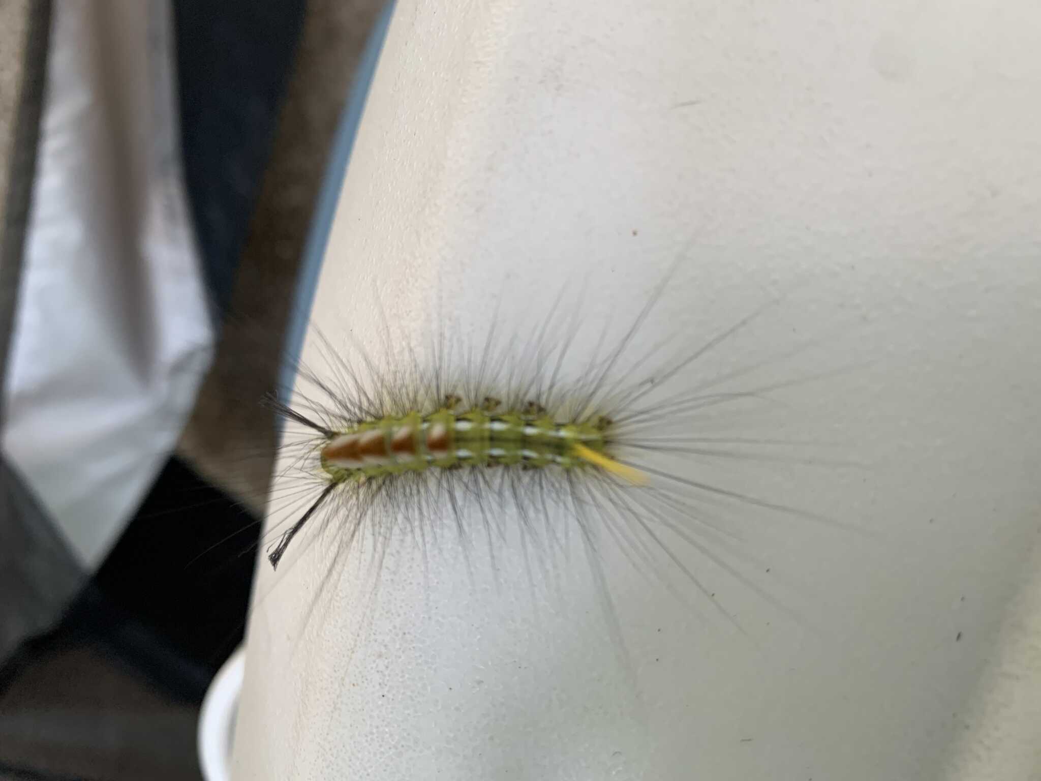 サイト内で見つけた綺麗な毛虫くん