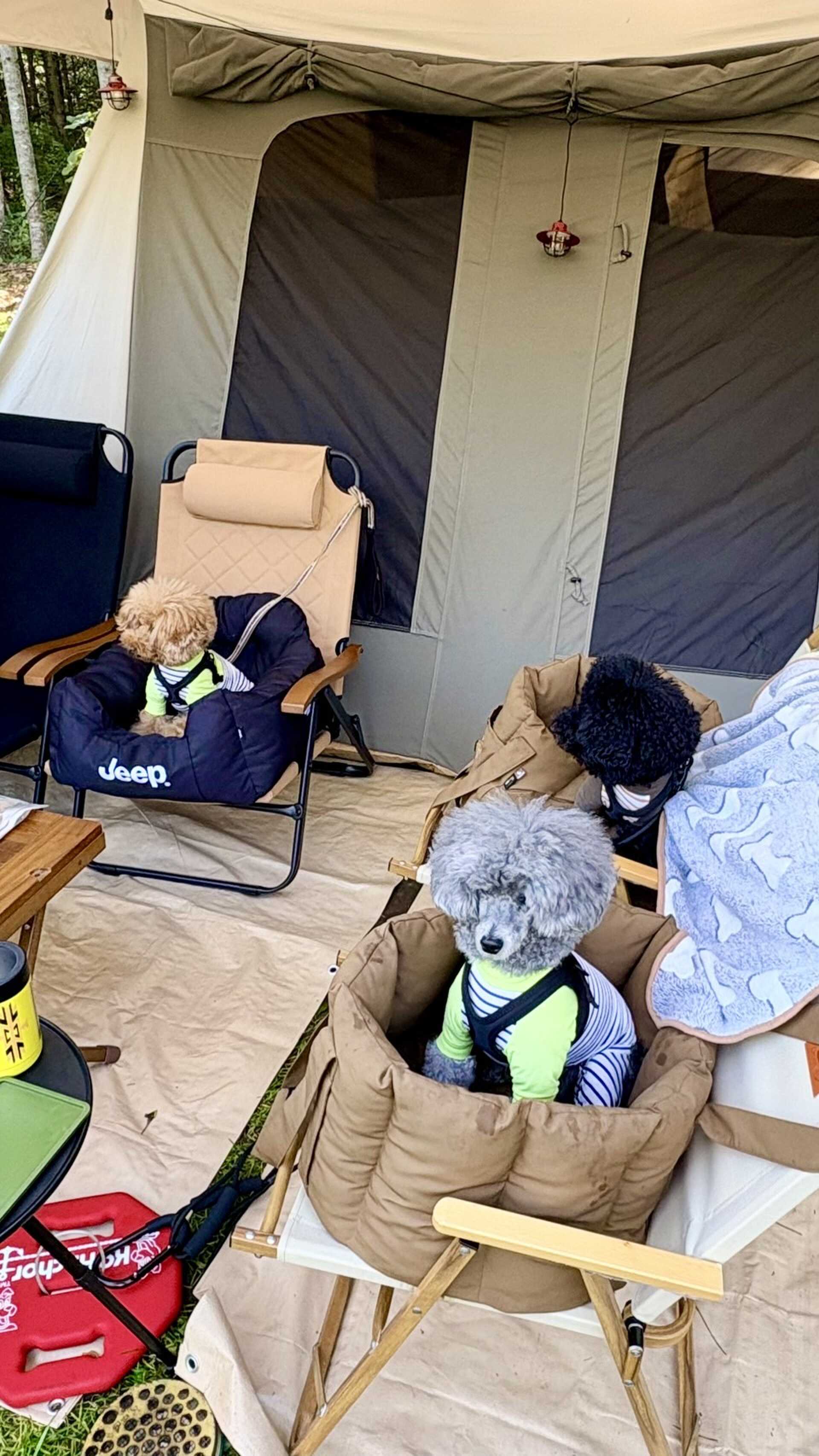 犬連れでも安心。
