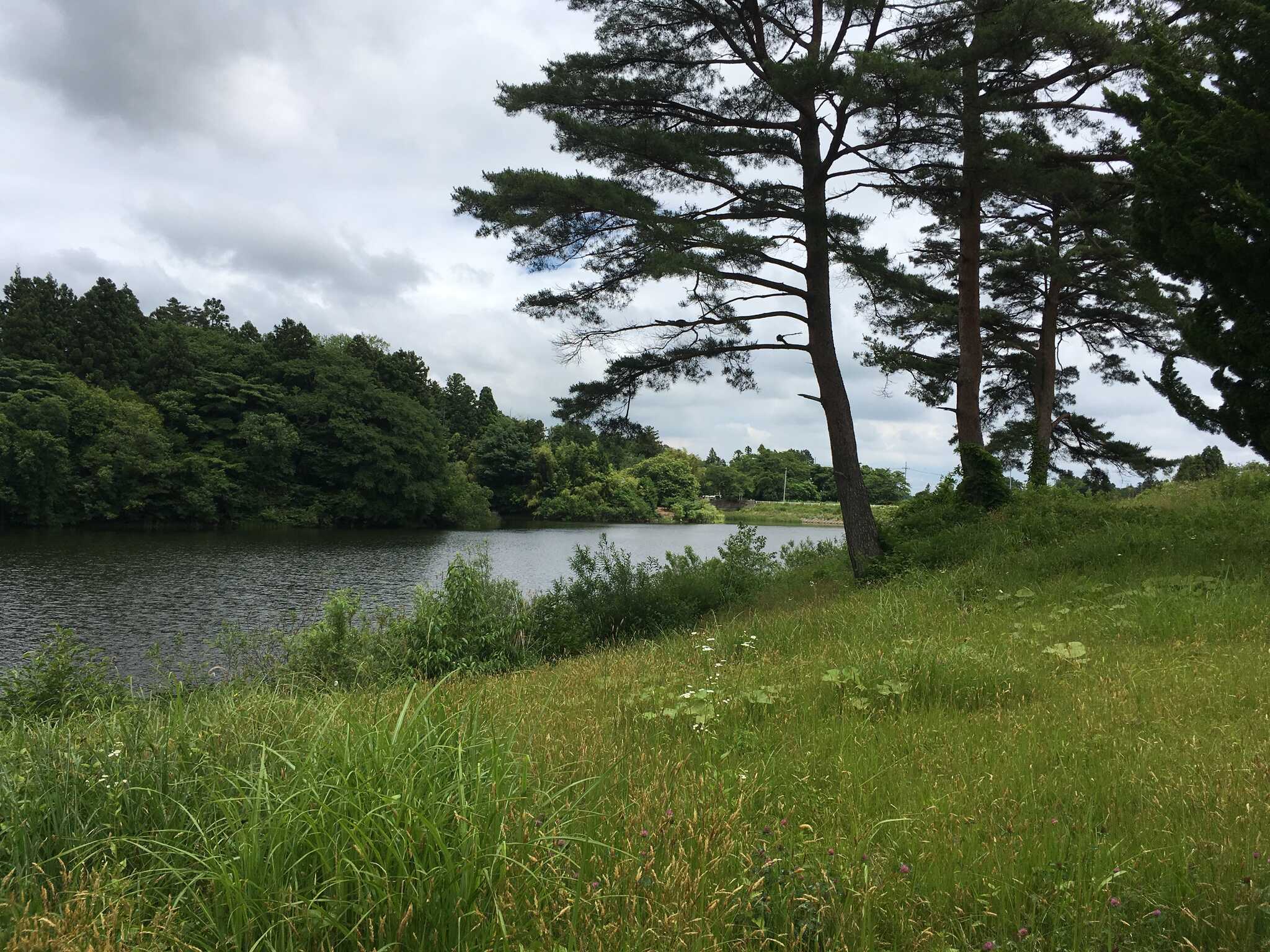 新堤自然公園 レークキャンプ広場の写真 5枚目
