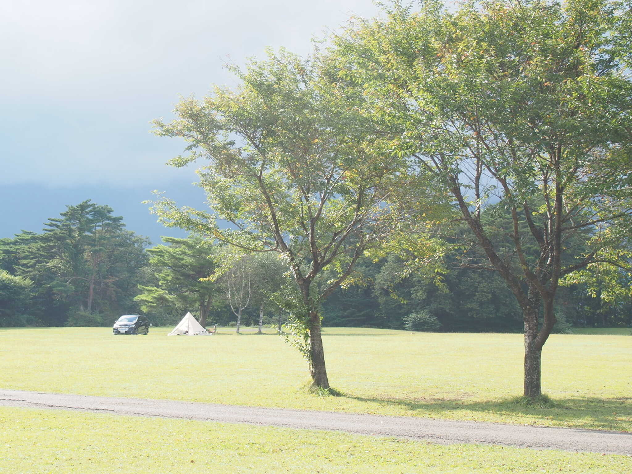 広いサイトで所々に木が植えられています