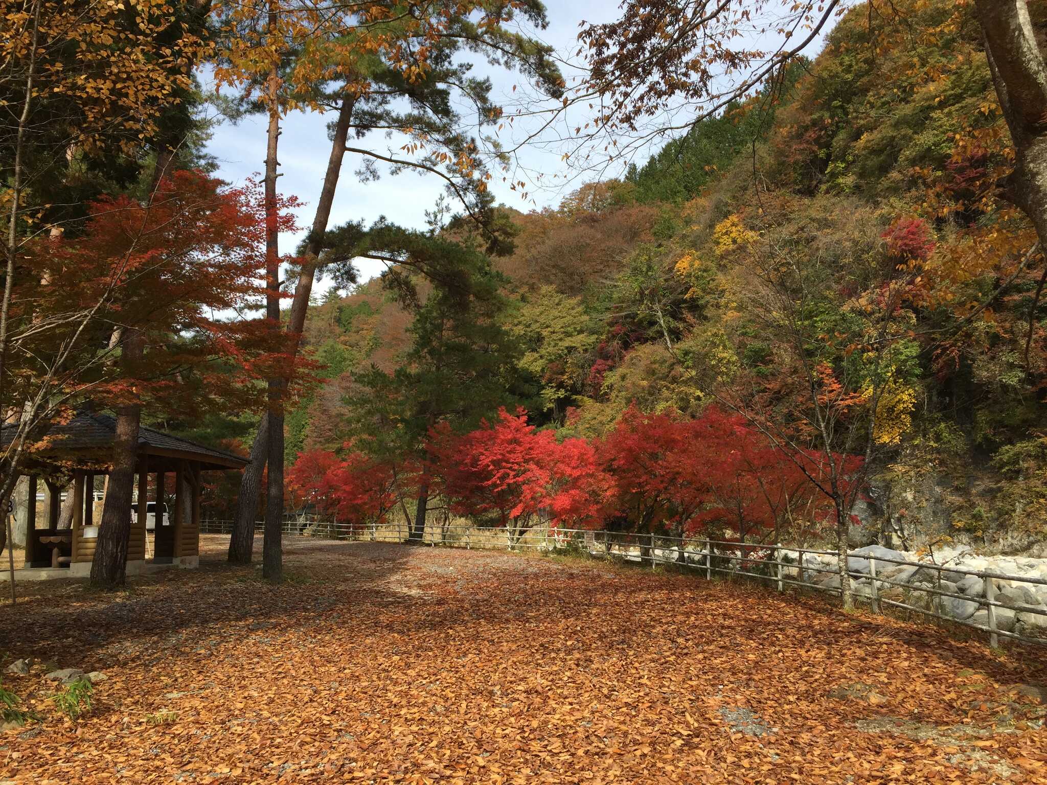 敷地内内の紅葉