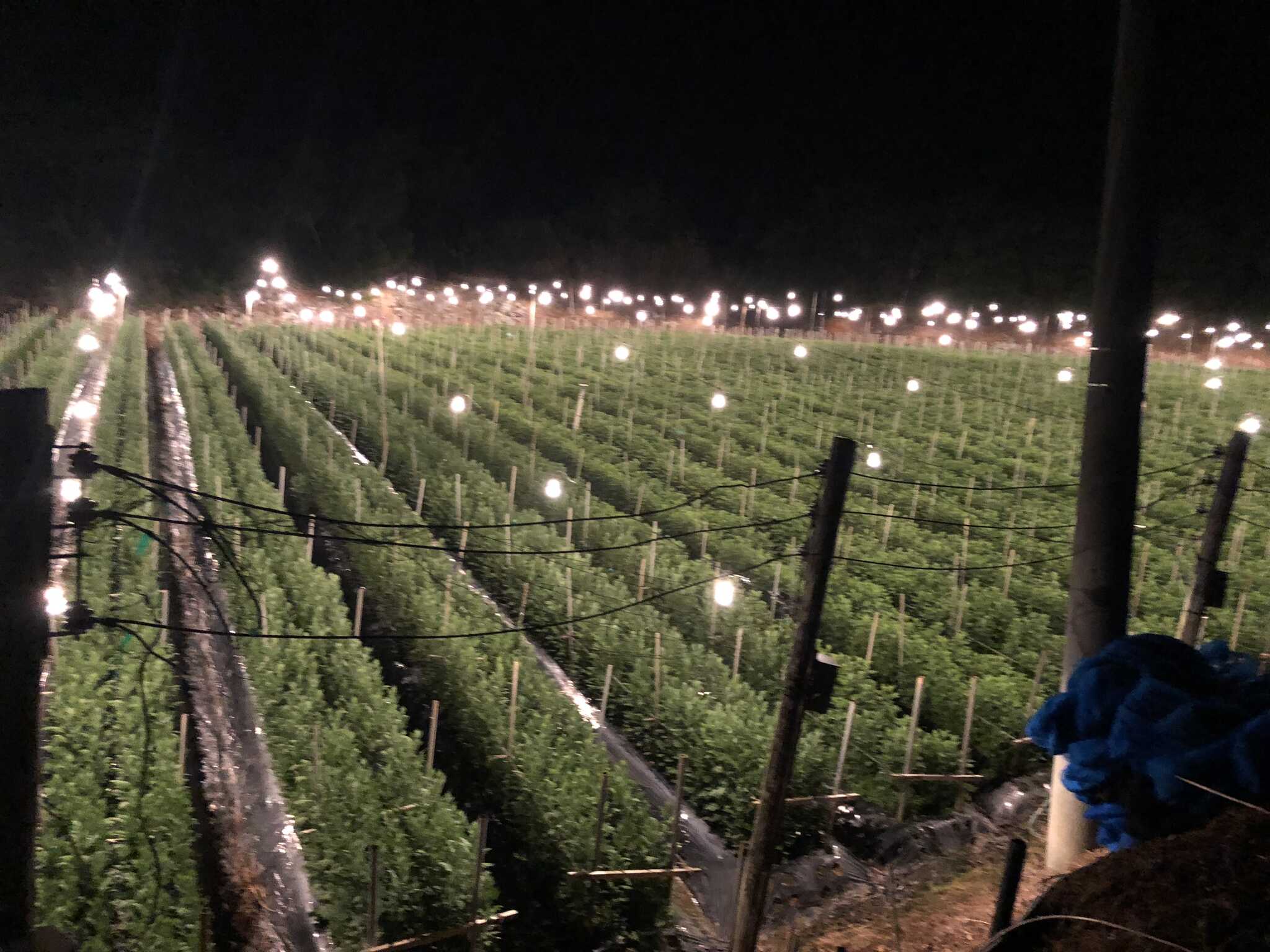 電照菊