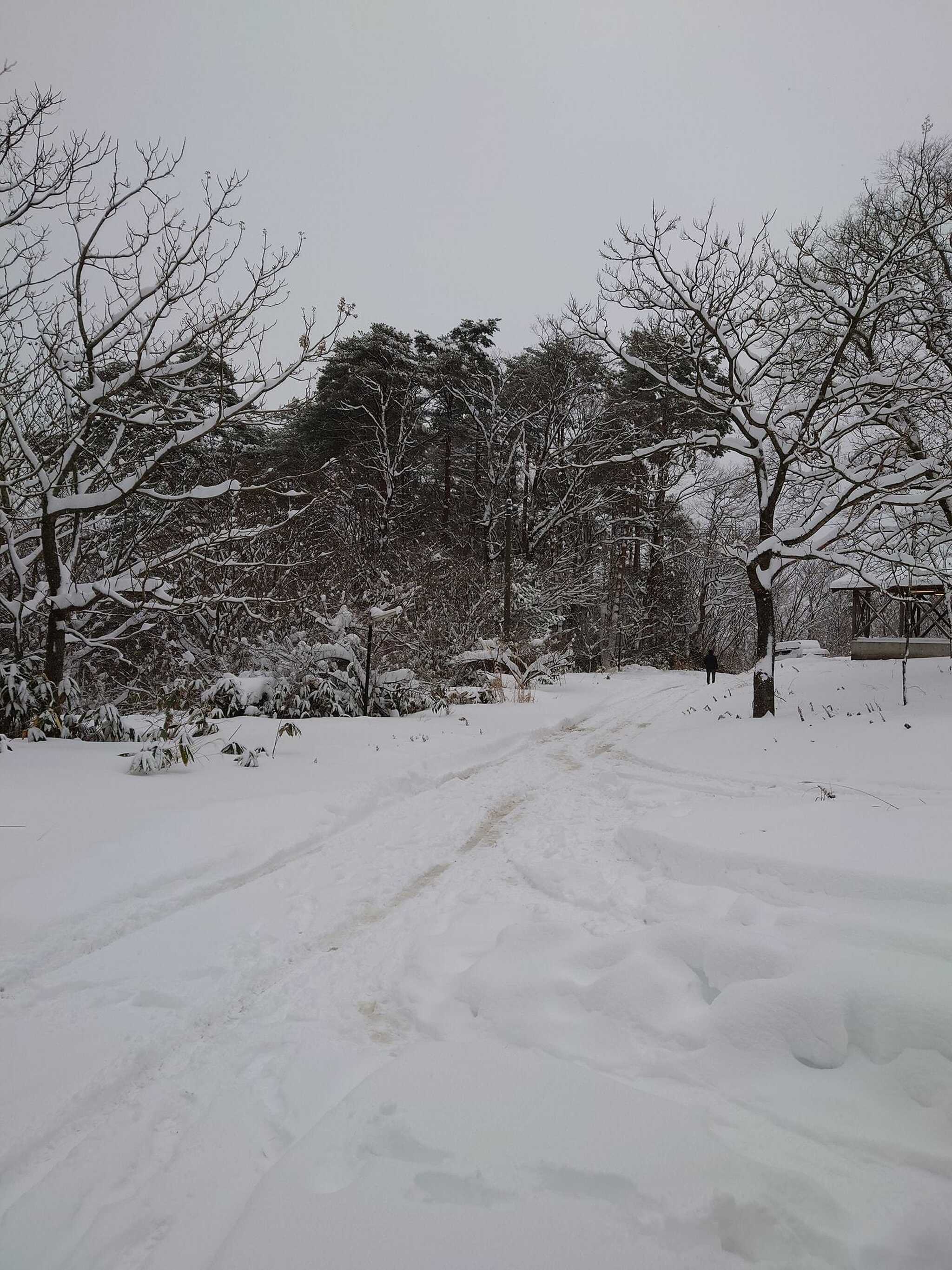 雪てんこ盛りです