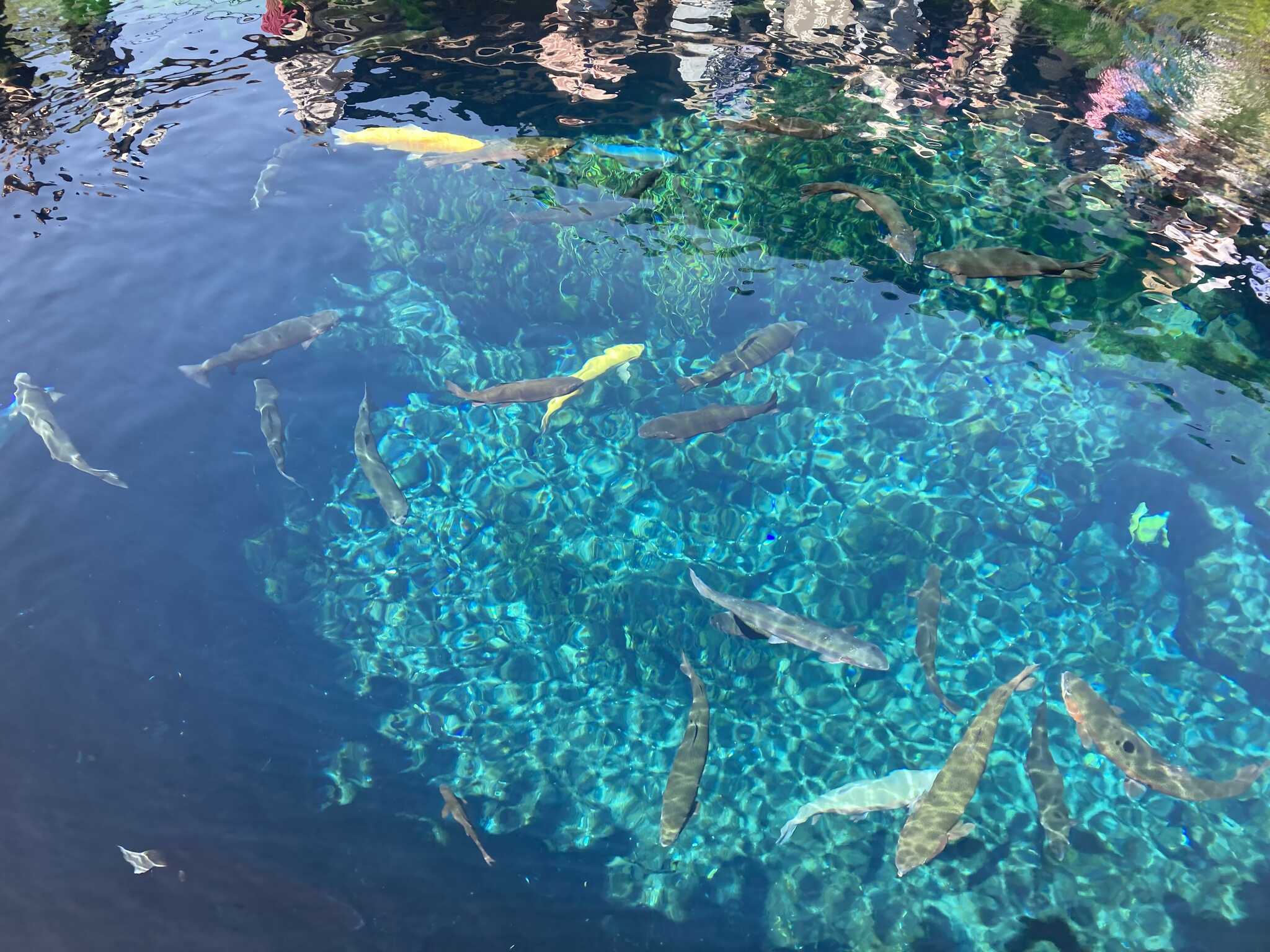 忍野八海