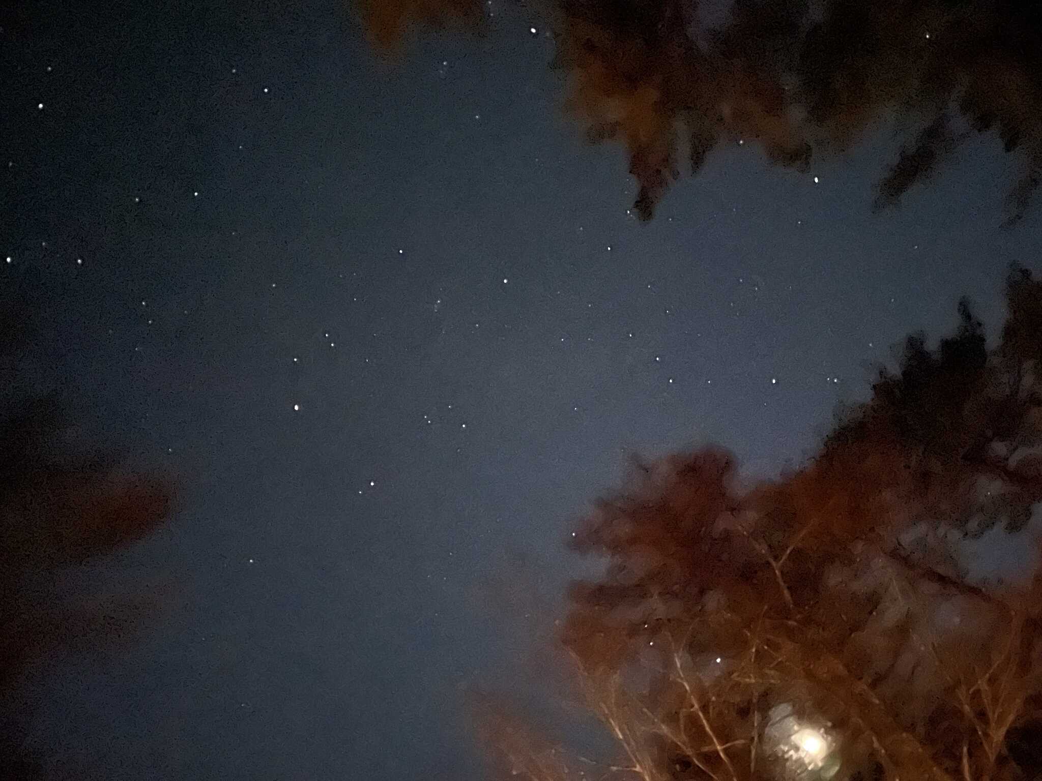 木々の間から見えた星空