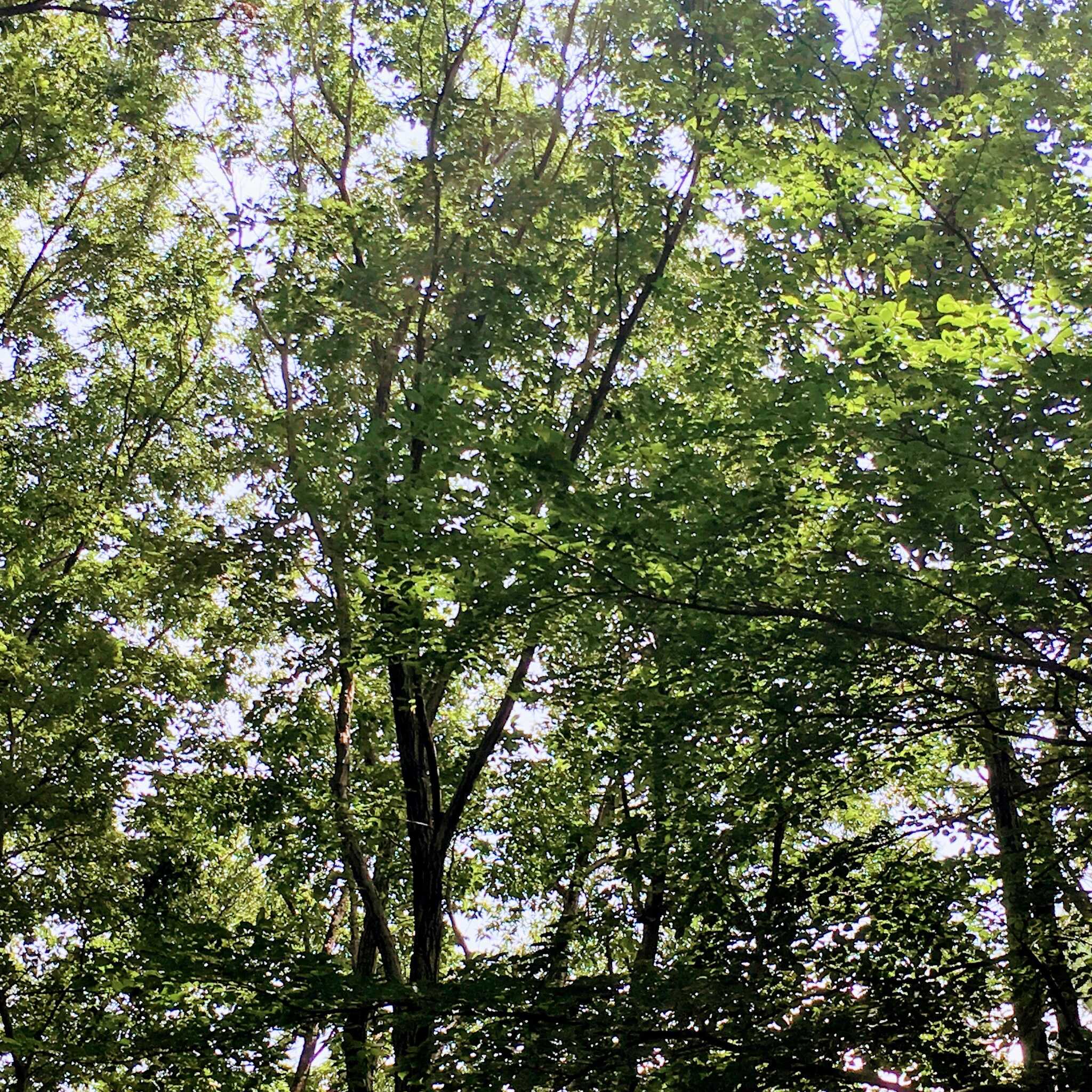 サイトから見上げた空。