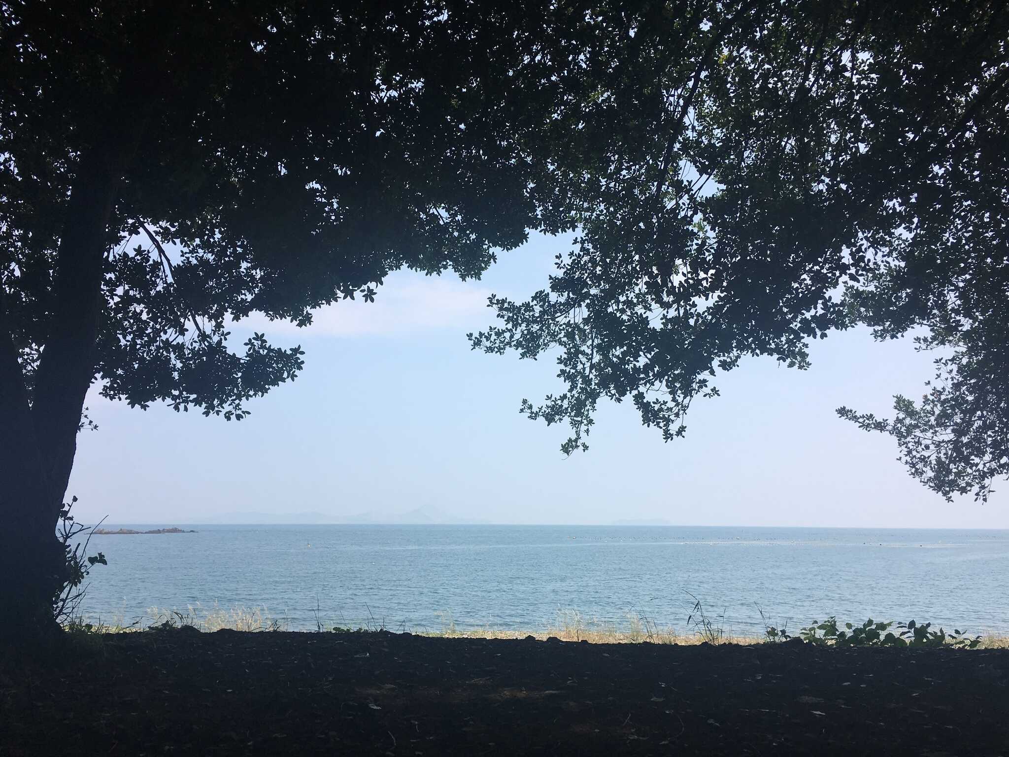 木陰から