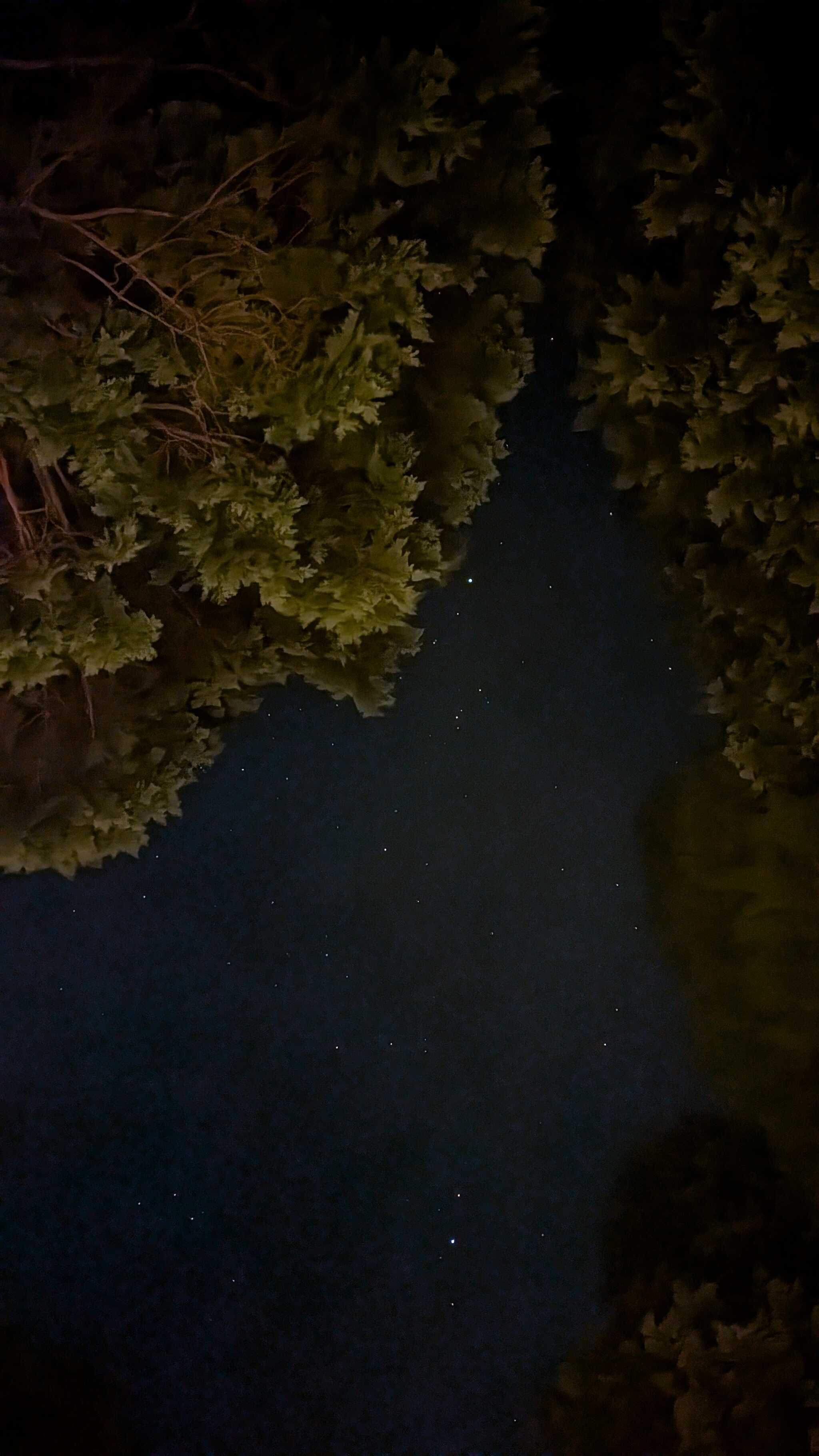 夜は星が綺麗でした