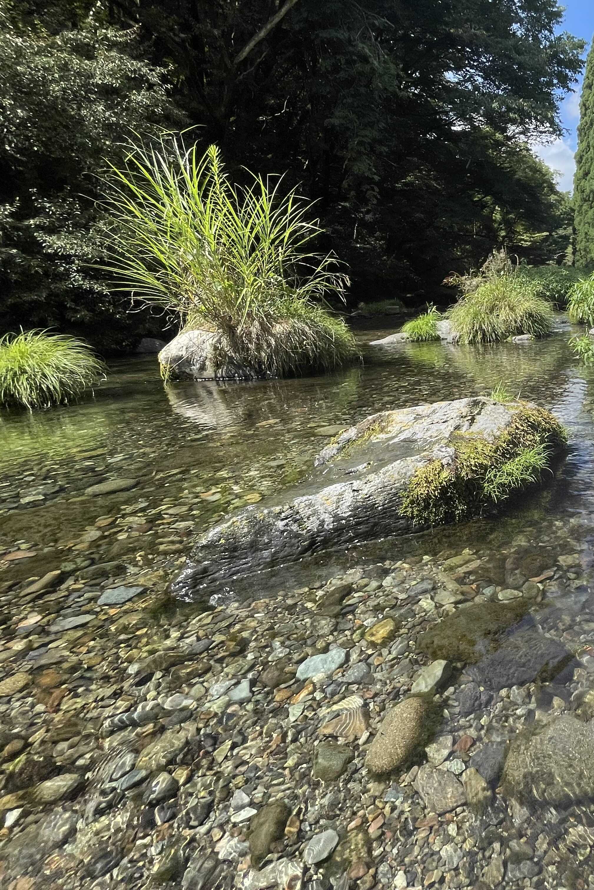 芝川での水遊び。冷たく、そして、とても澄んでいて、綺麗でした。