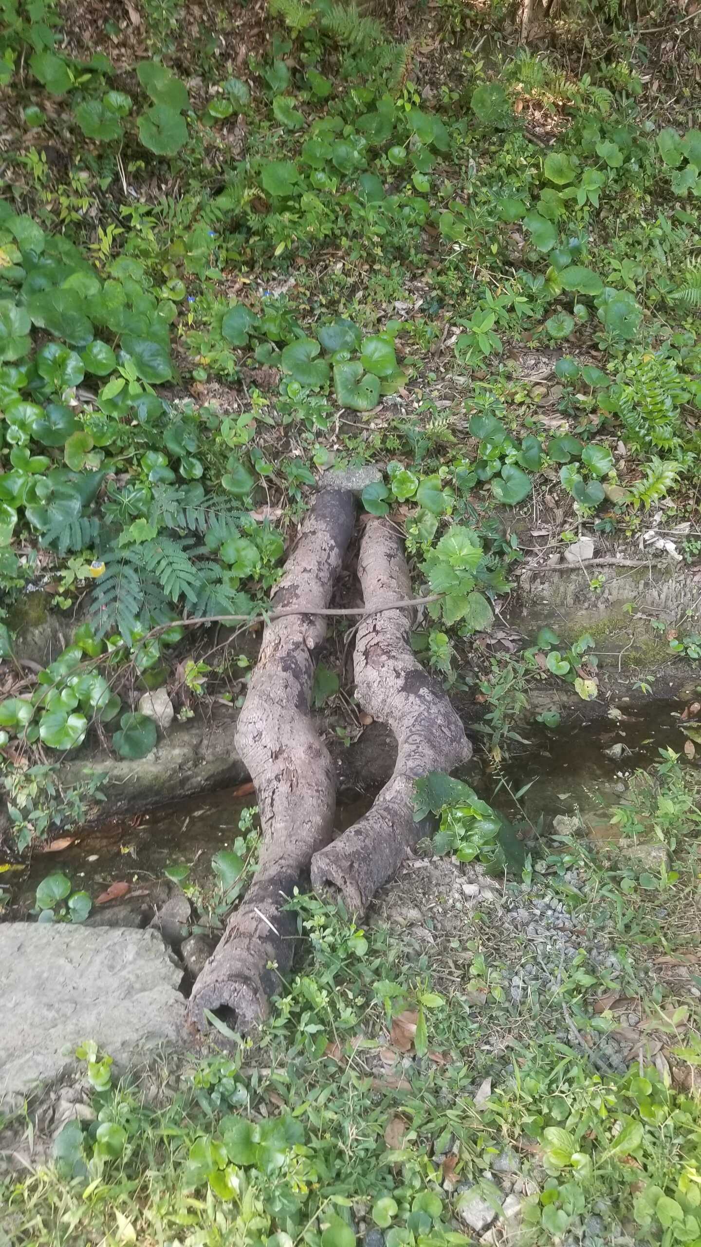 沢の丸太橋