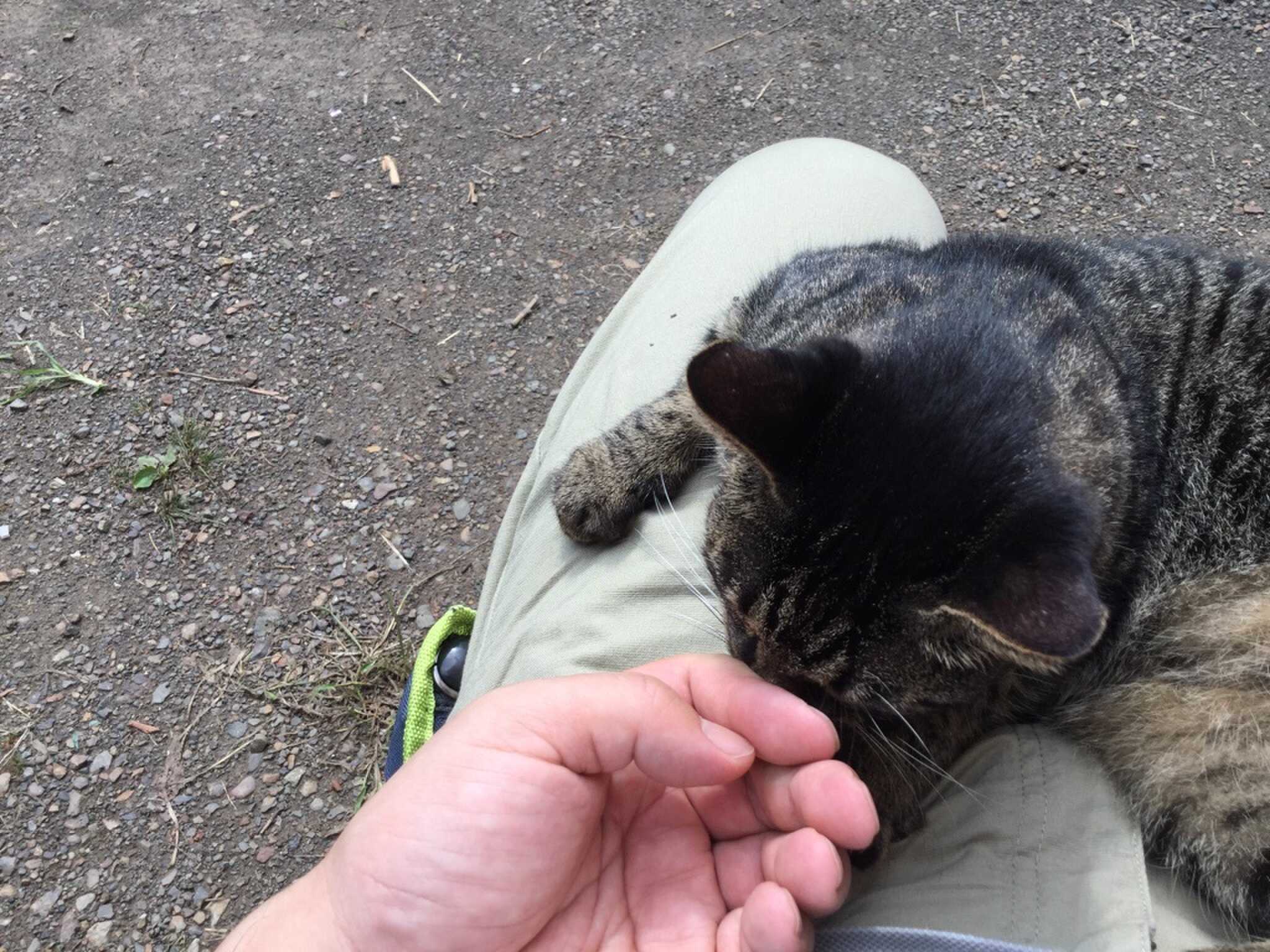 フレンドリーな猫