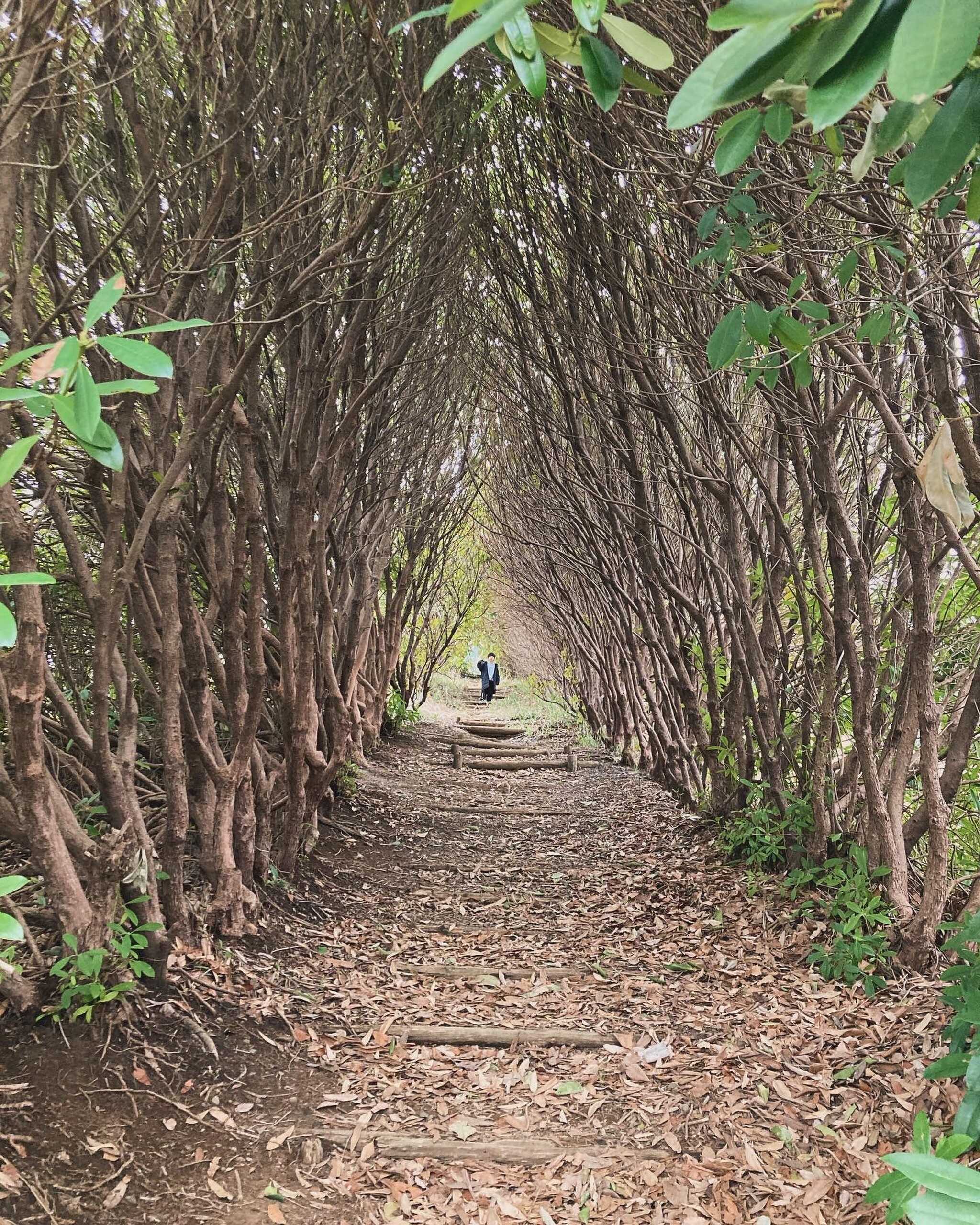 広場にある木のトンネル!