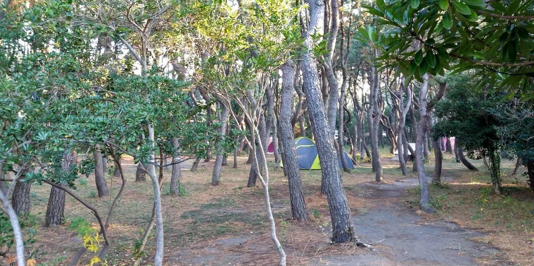 ちがさき柳島キャンプ場の写真 3枚目
