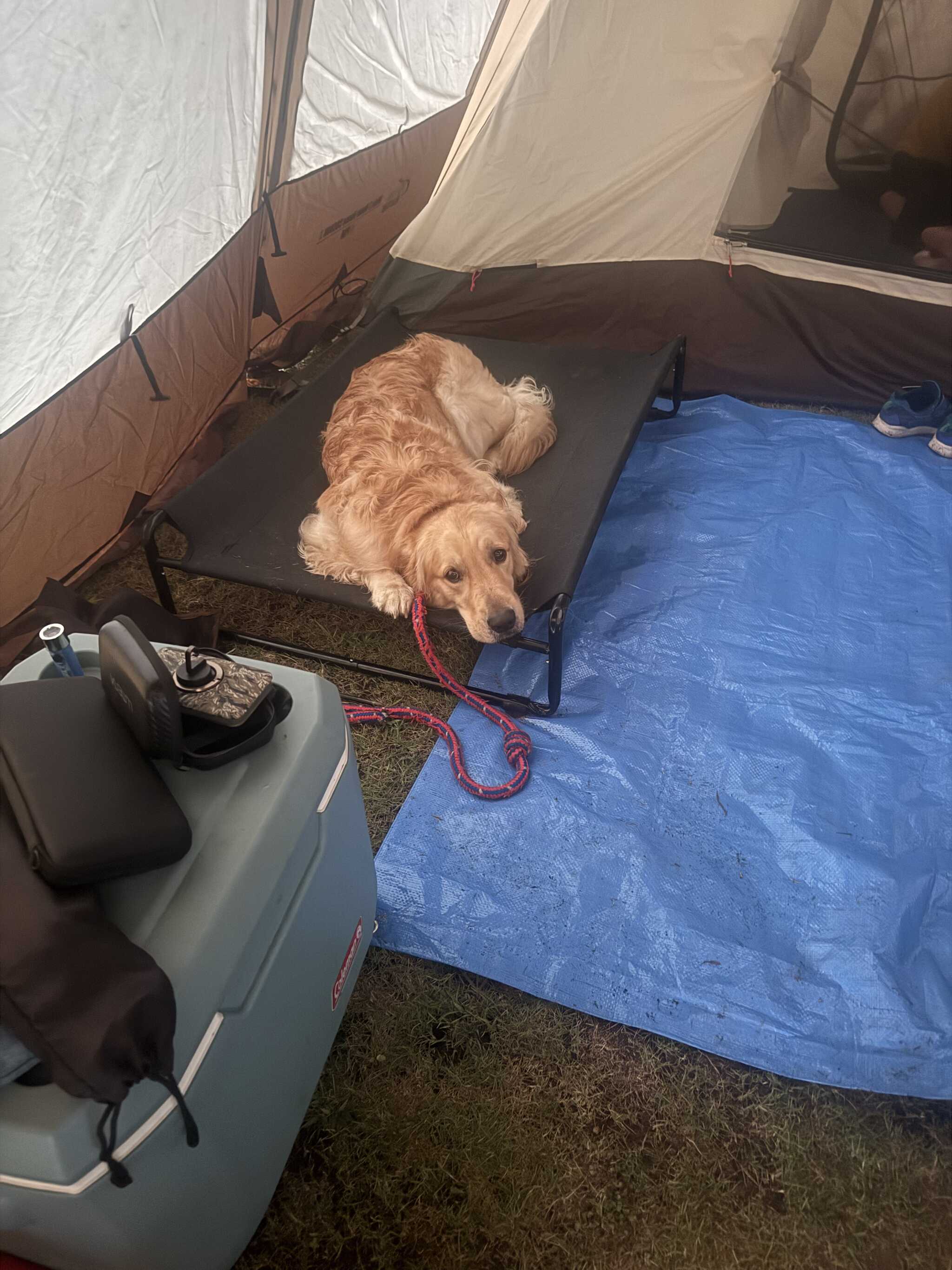 雷が鳴り始めたビビりまくってる我が家の犬です