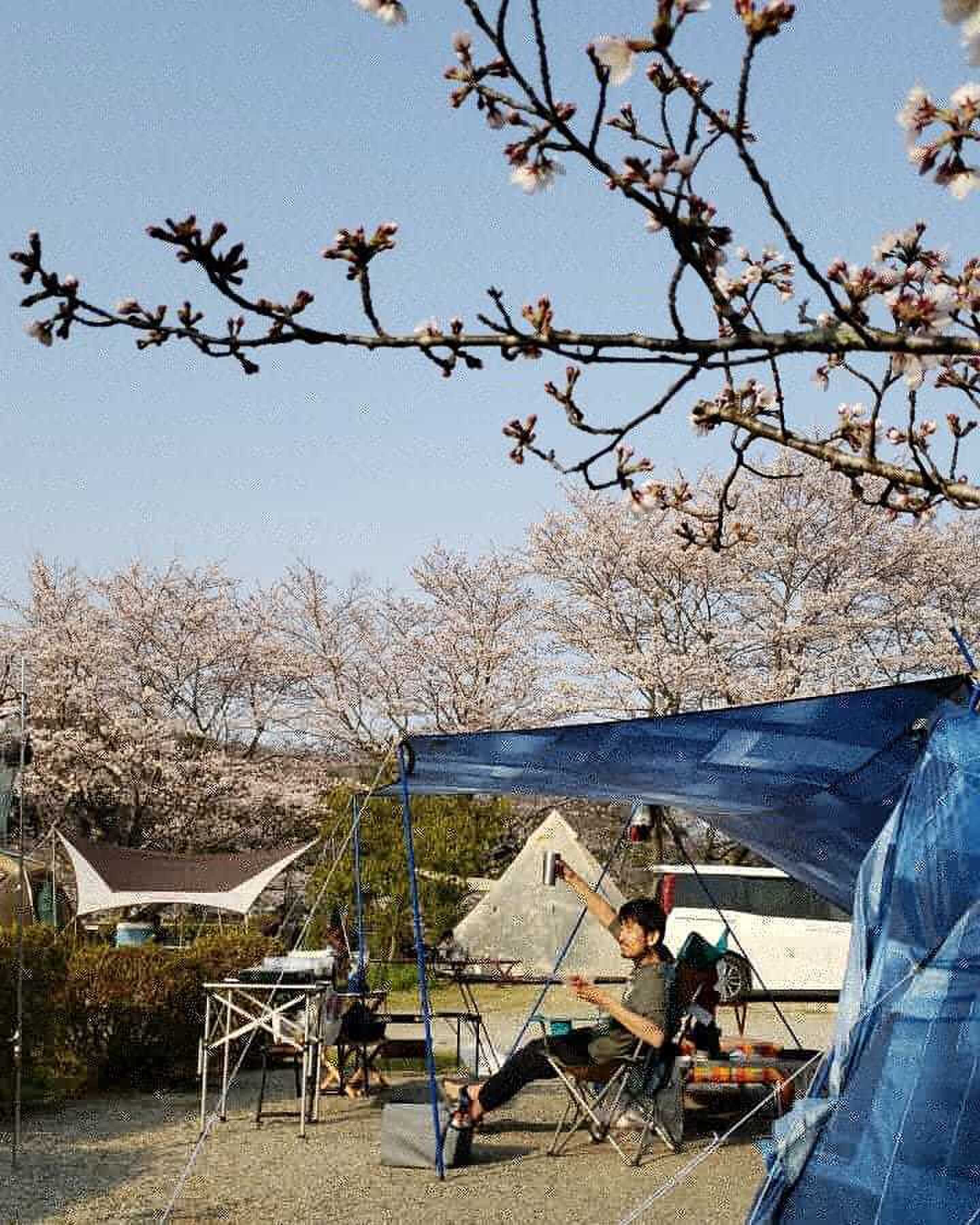最高の花見キャンプ
