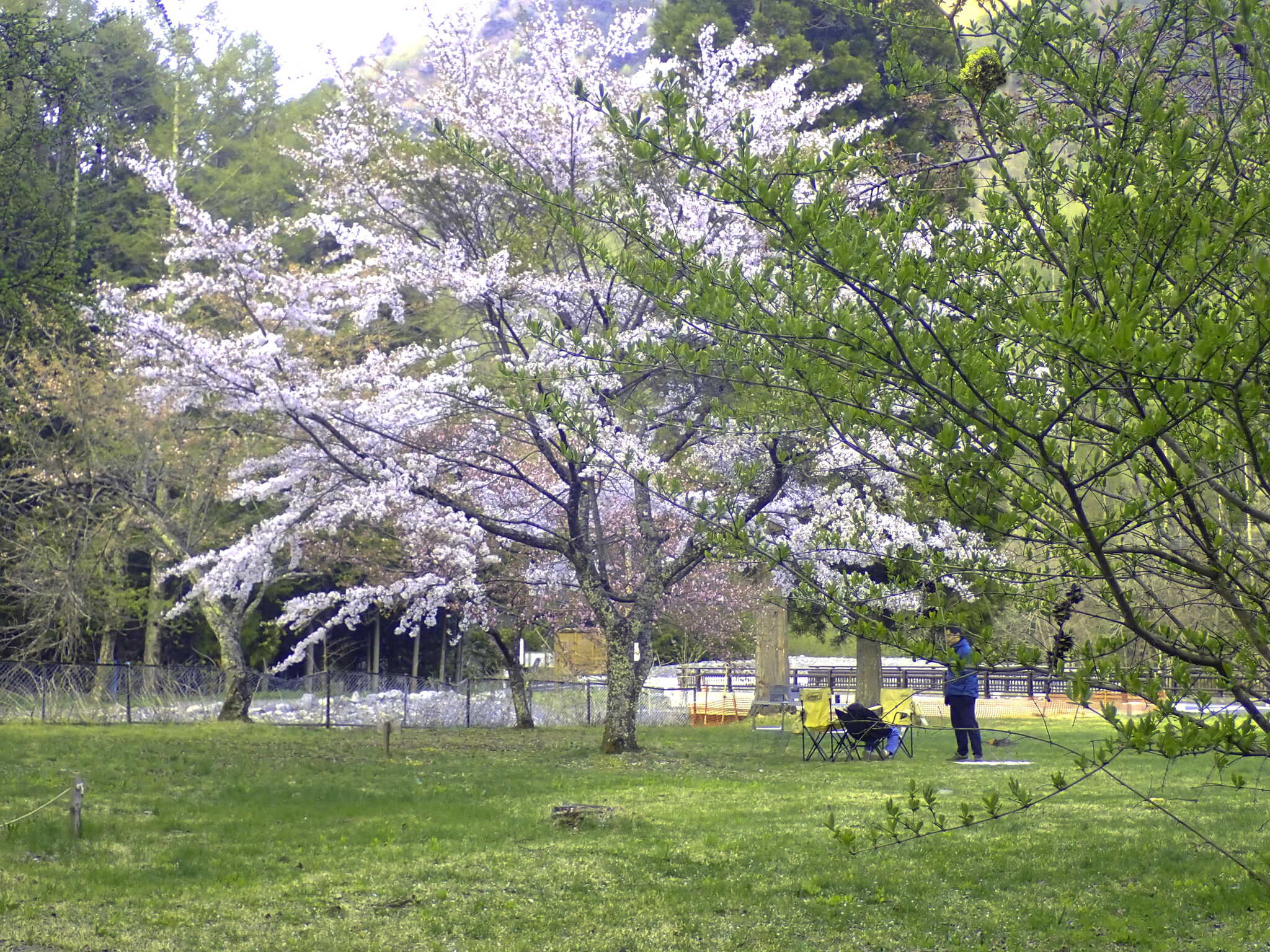 芝生エリアの桜の木