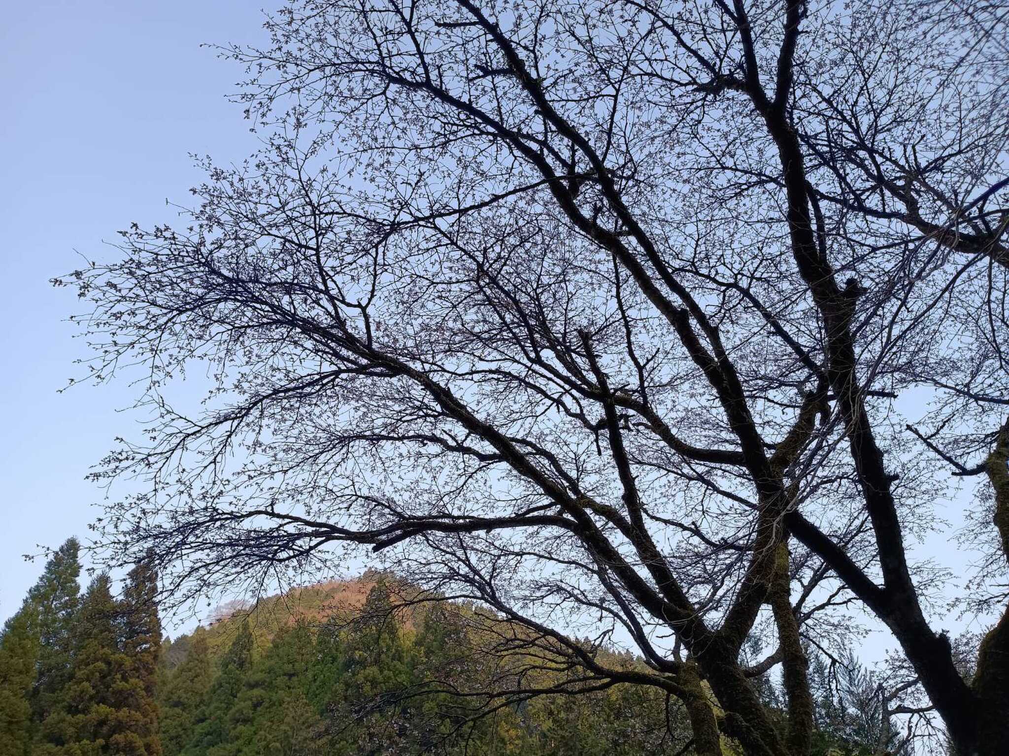 サイト前の桜の木