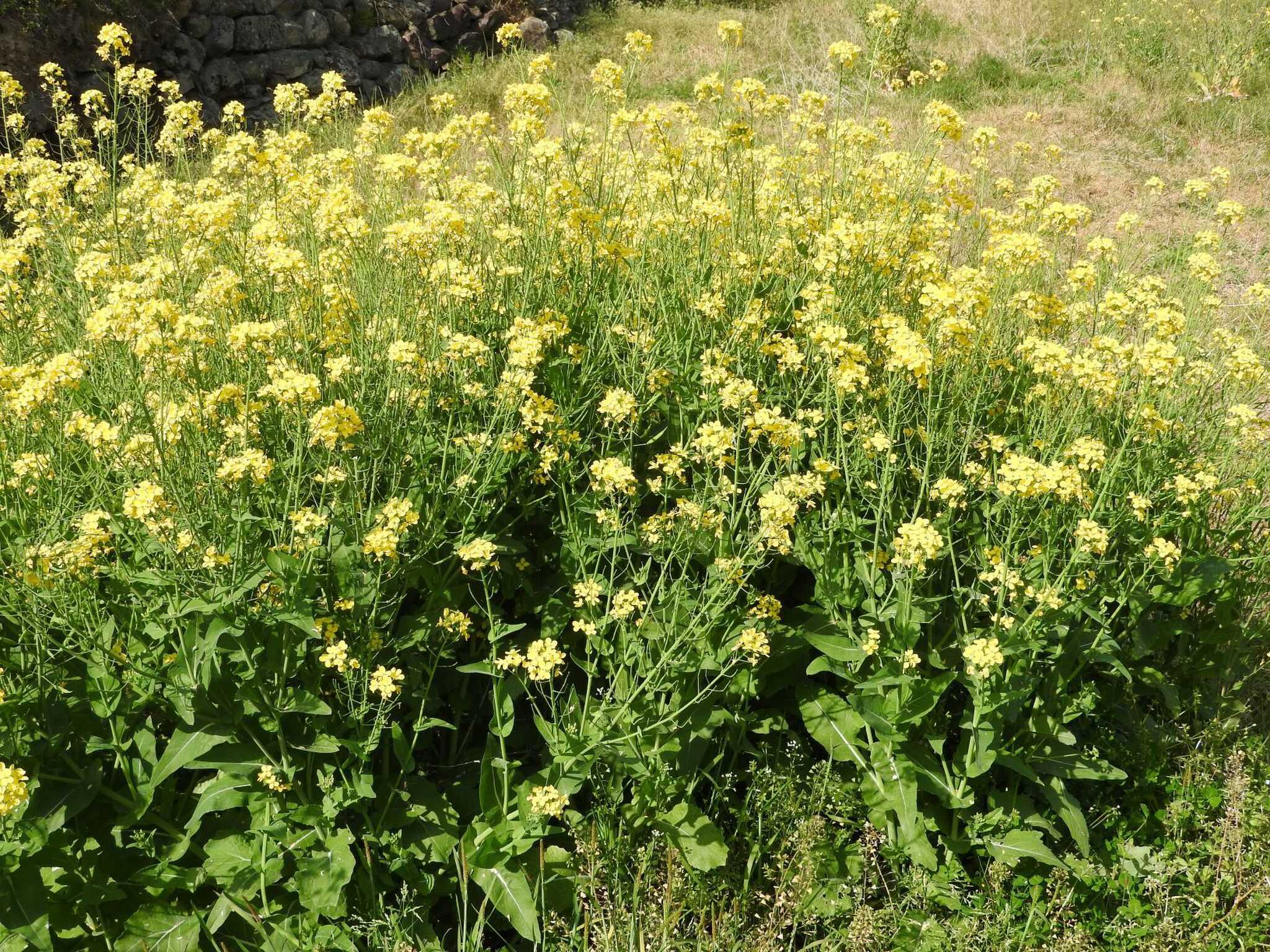 サイト横に咲いていた菜の花