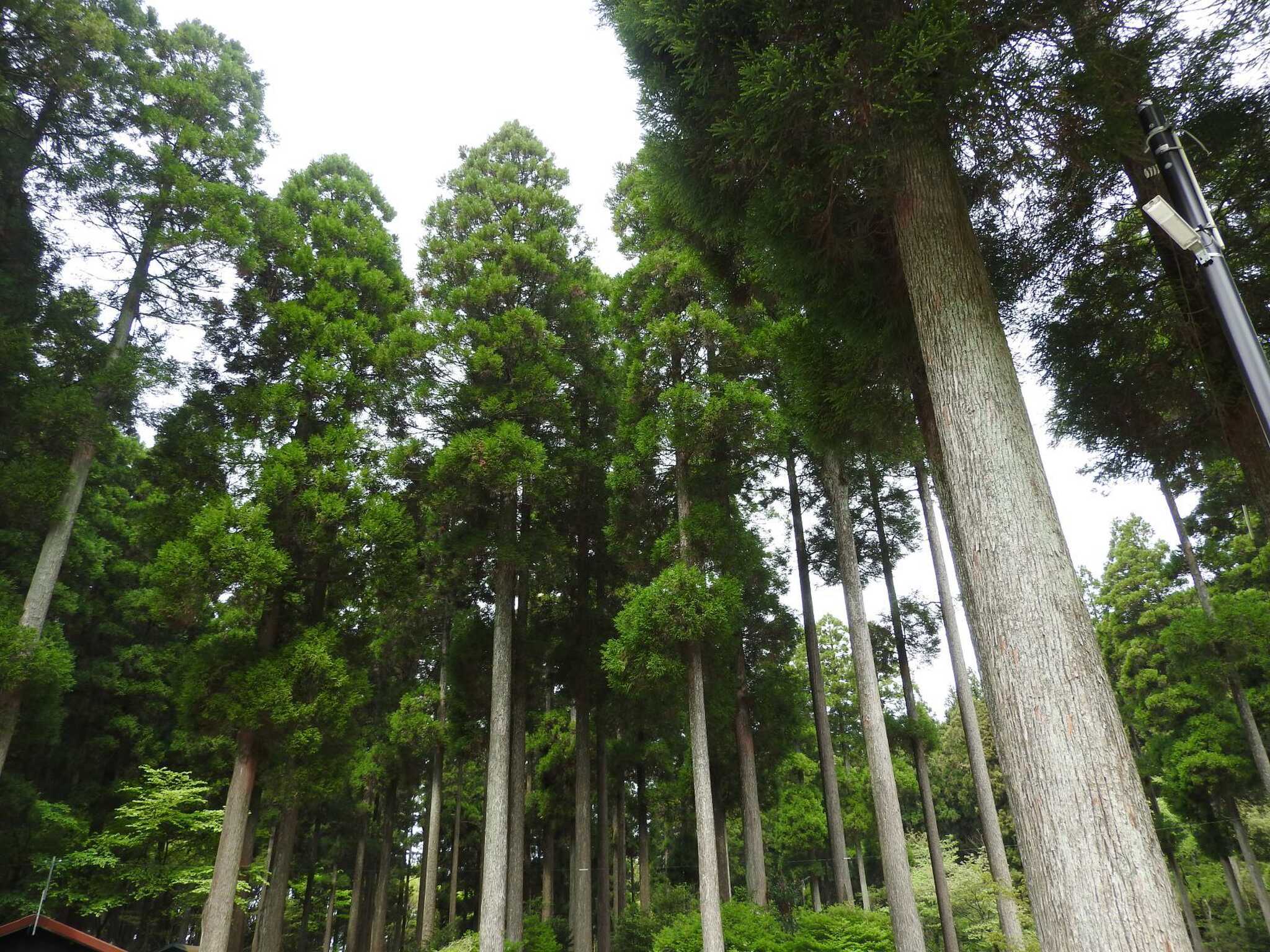 杉の木に囲まれたキャンプ場