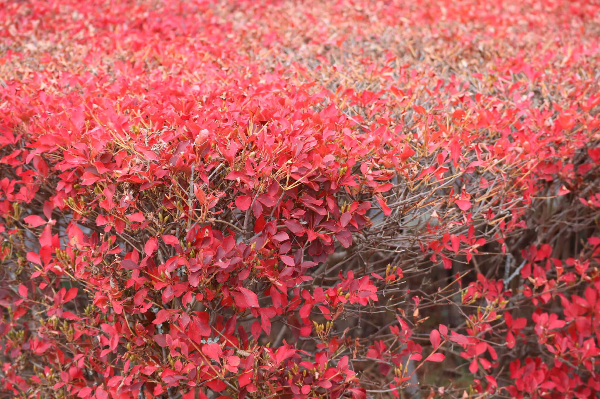ホテル敷地内の紅葉①