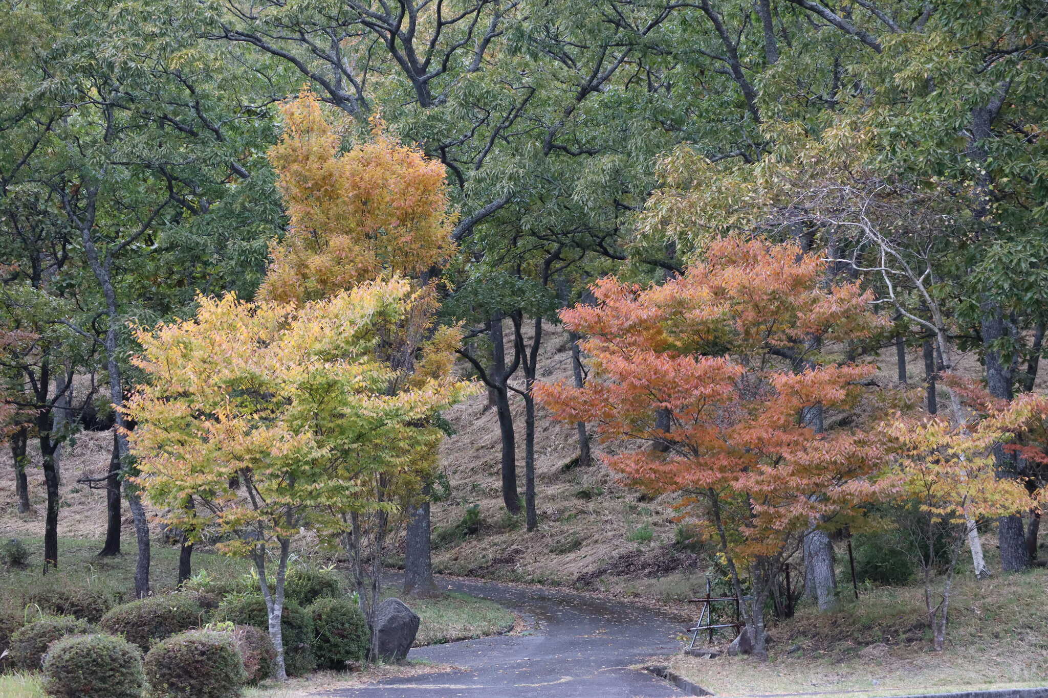 ホテル敷地内の紅葉②