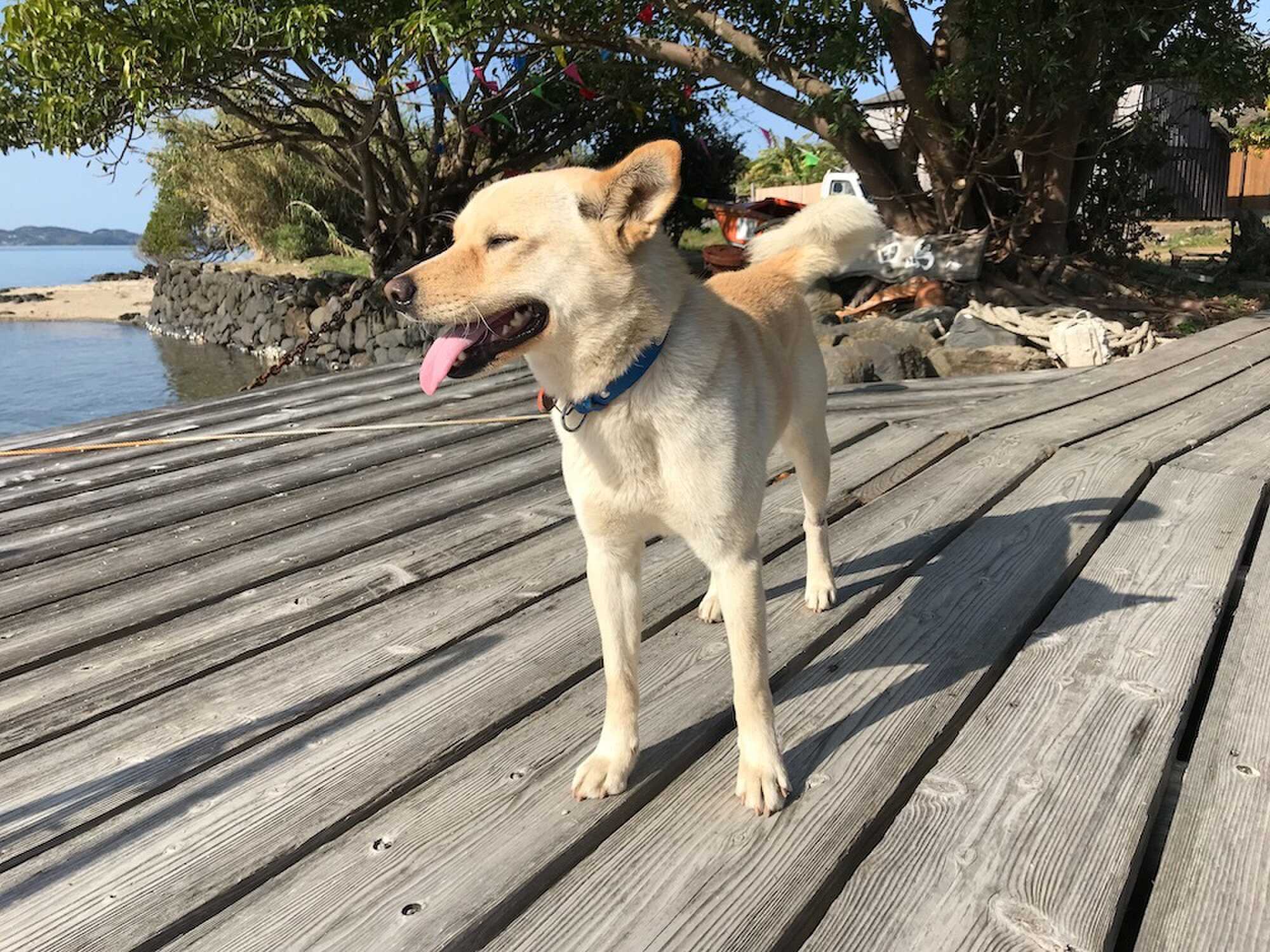 無人島犬:ジョン