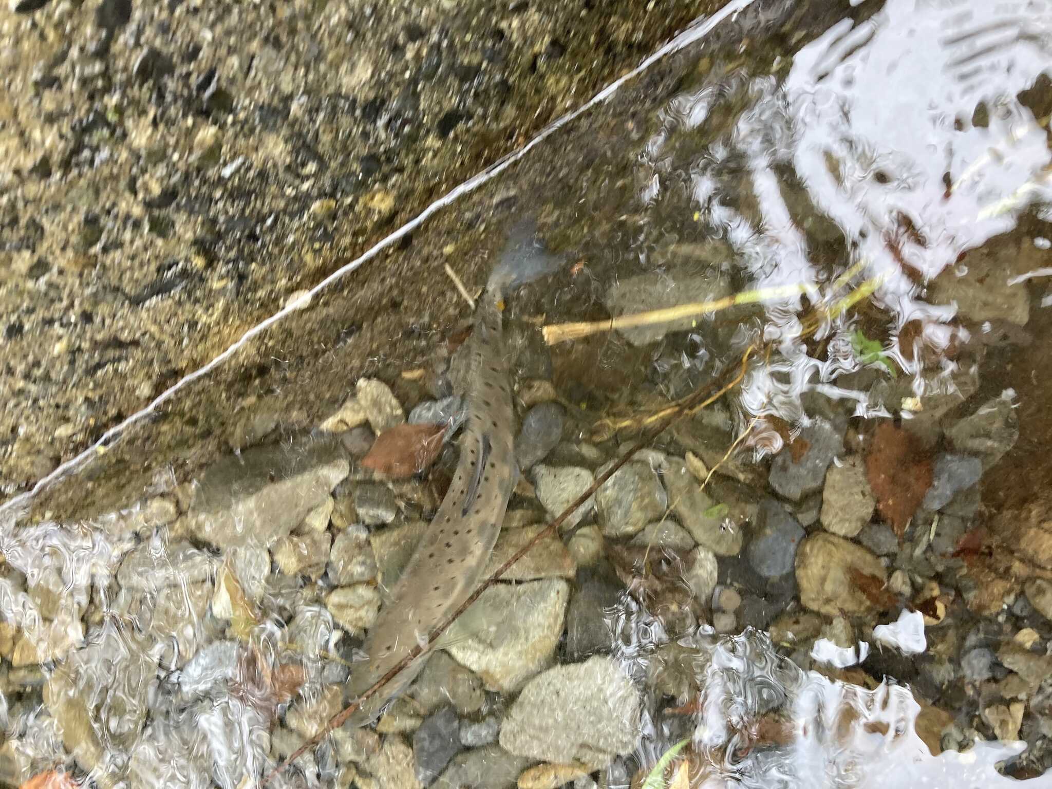 川には魚もいます。網があれば捕まえられるかも。焼いて食べたかった!