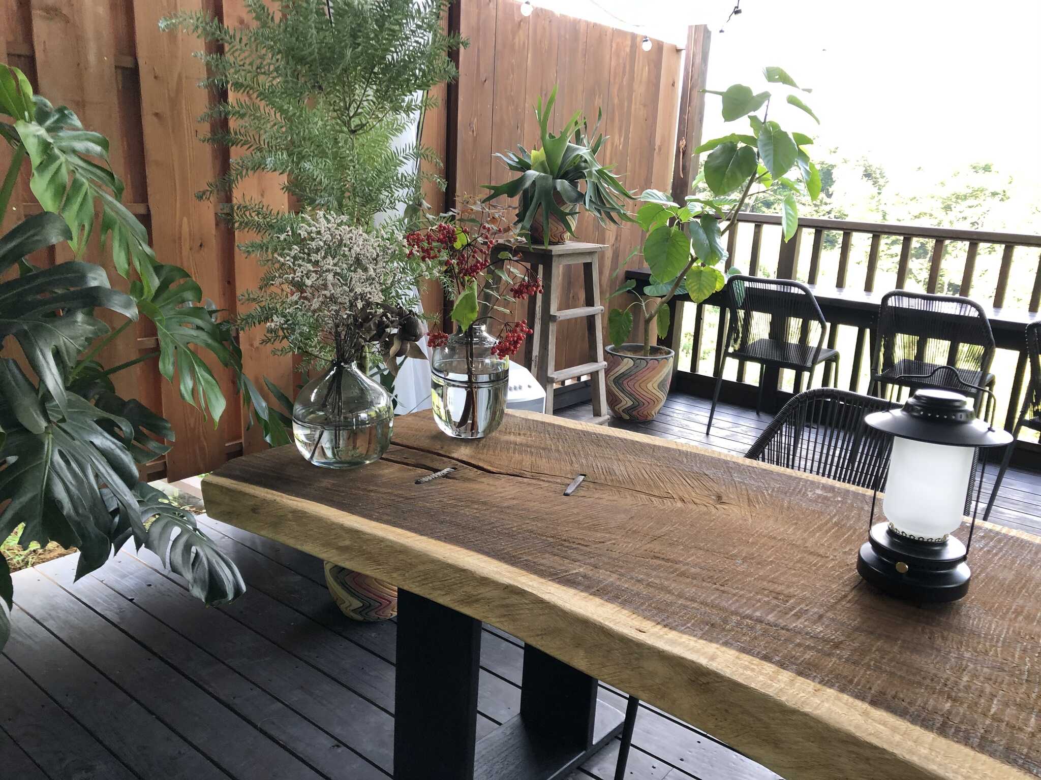 植物