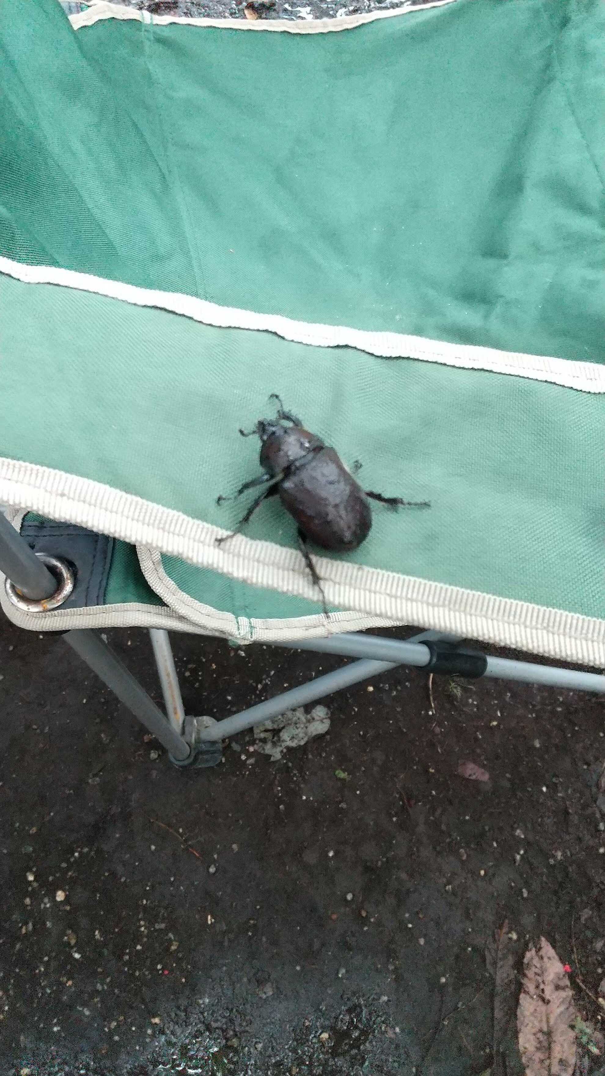 朝カブトムシを発見!