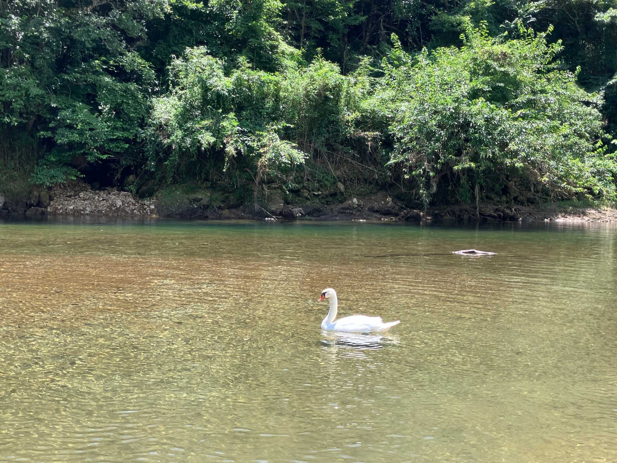 白鳥の写真