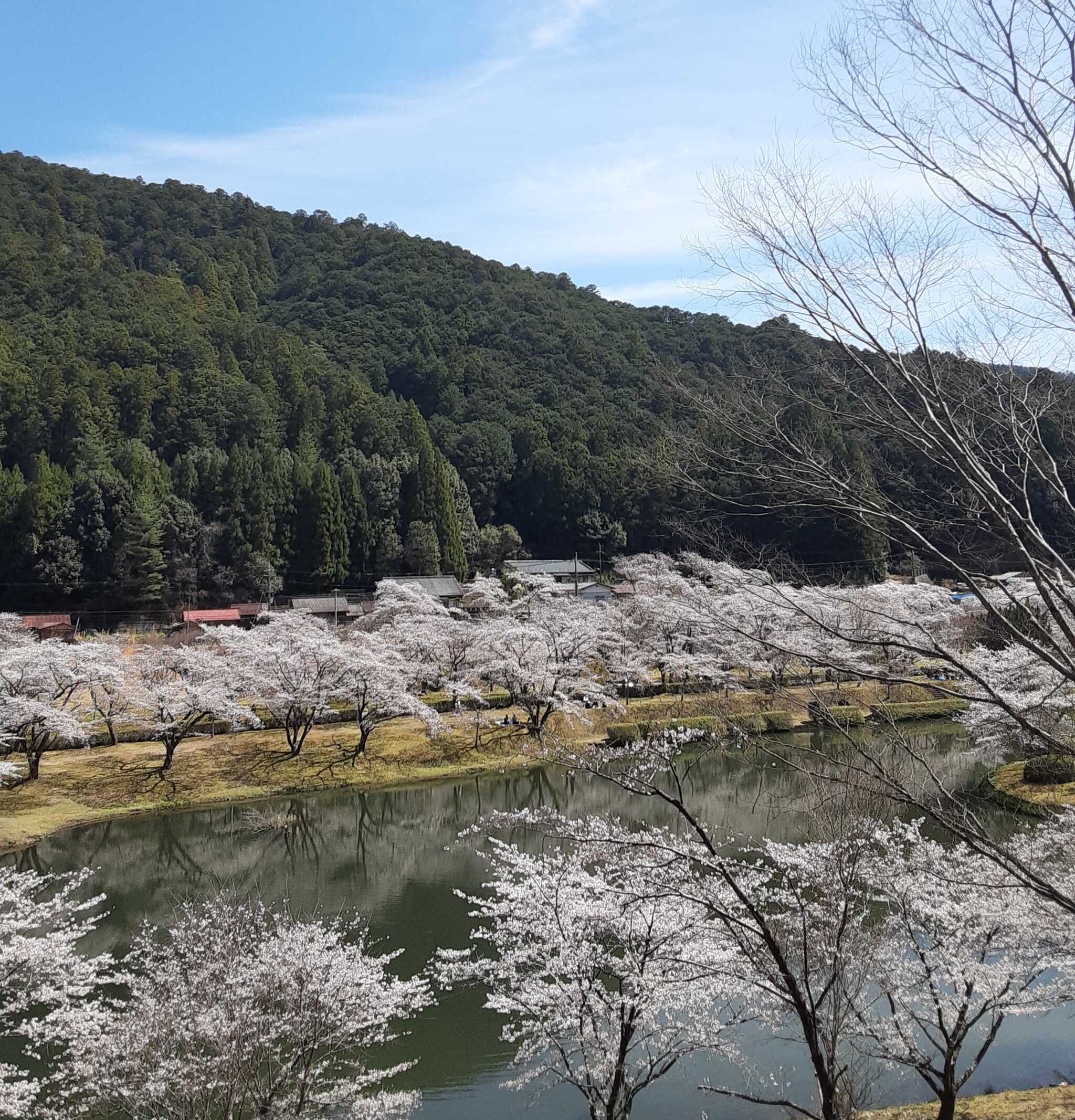 やはり桜の時期が最高